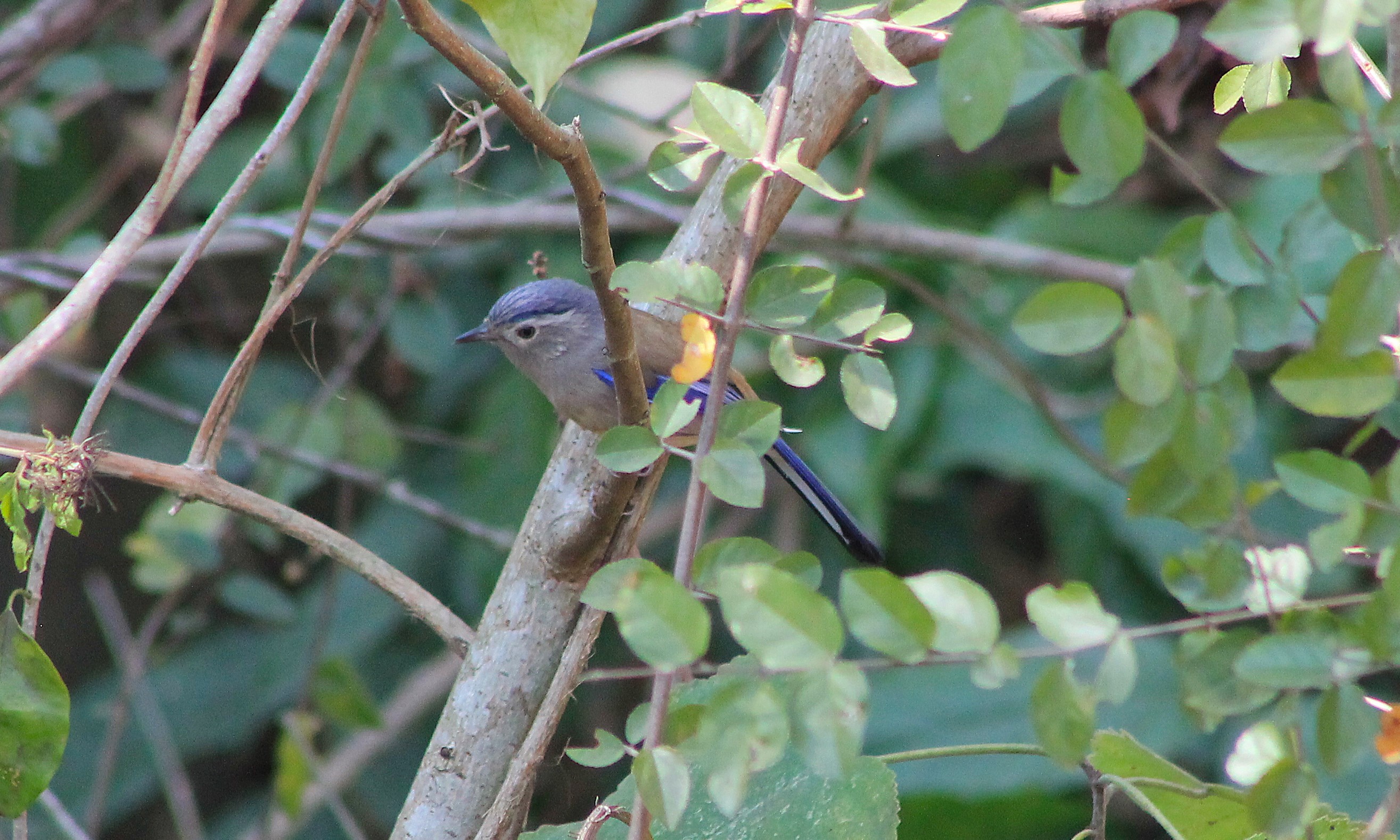 Blue-winged Minla (Actinodura cyanouroptera)