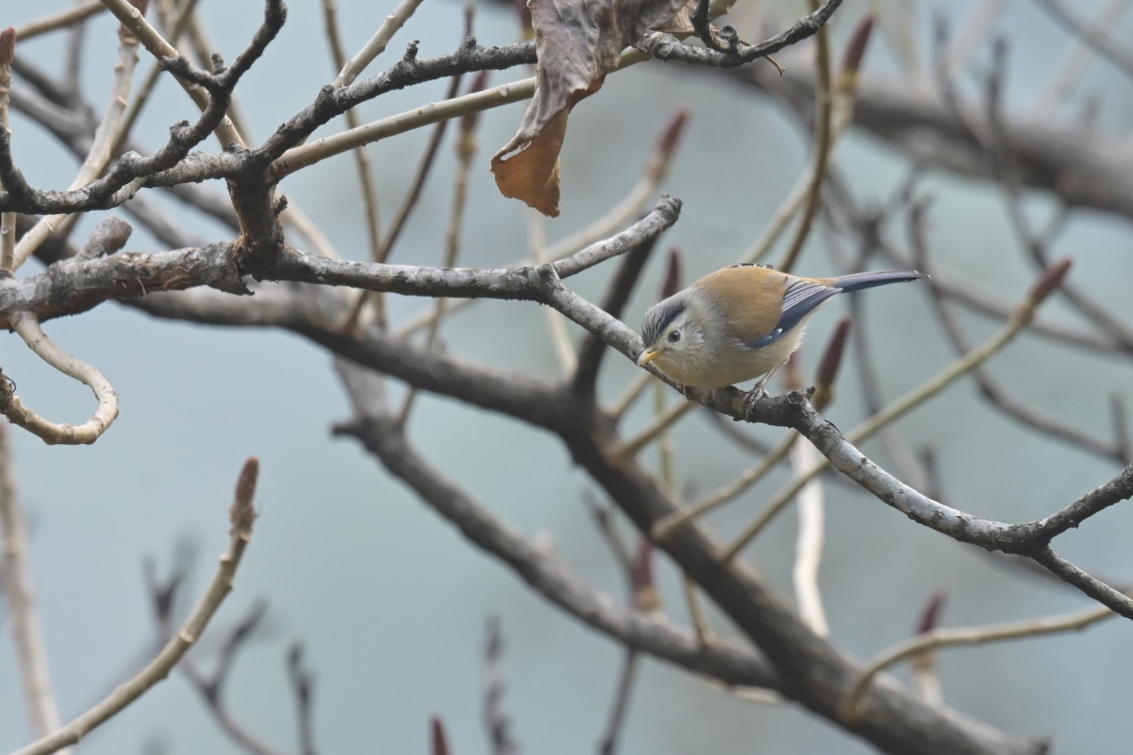 Blue-winged Minla Actinodura cyanouroptera