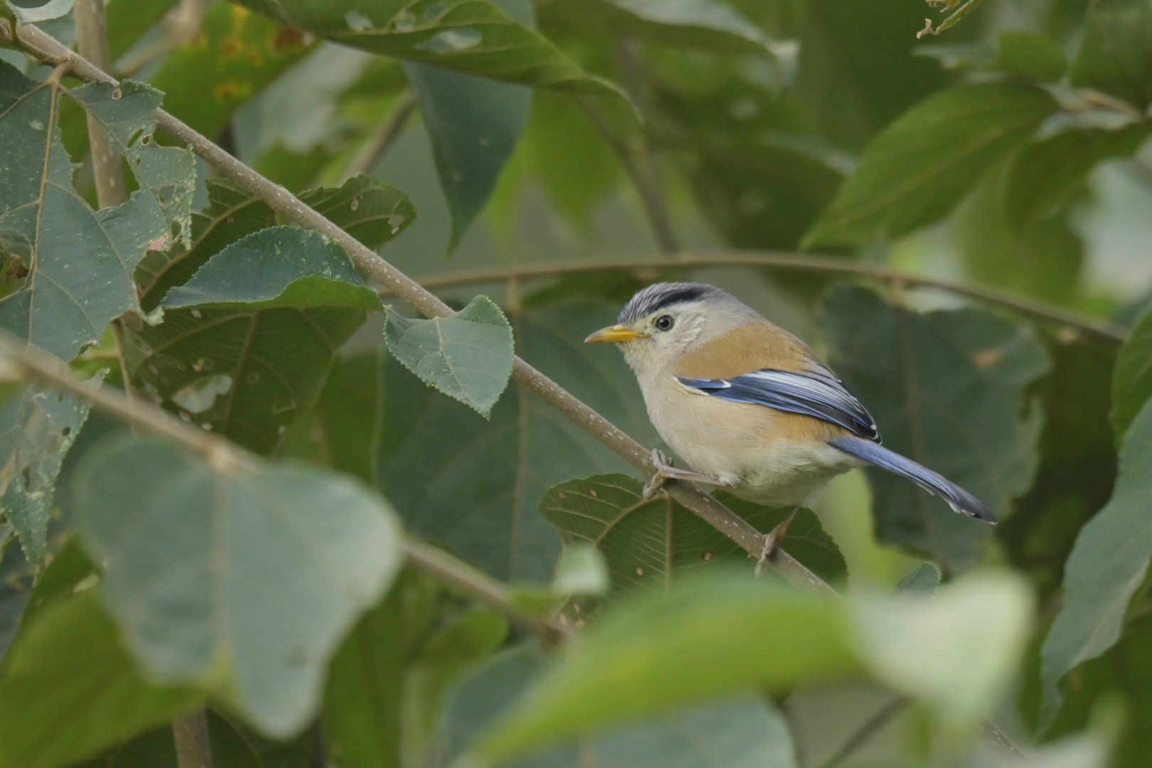 Blue-winged Minla Actinodura cyanouroptera