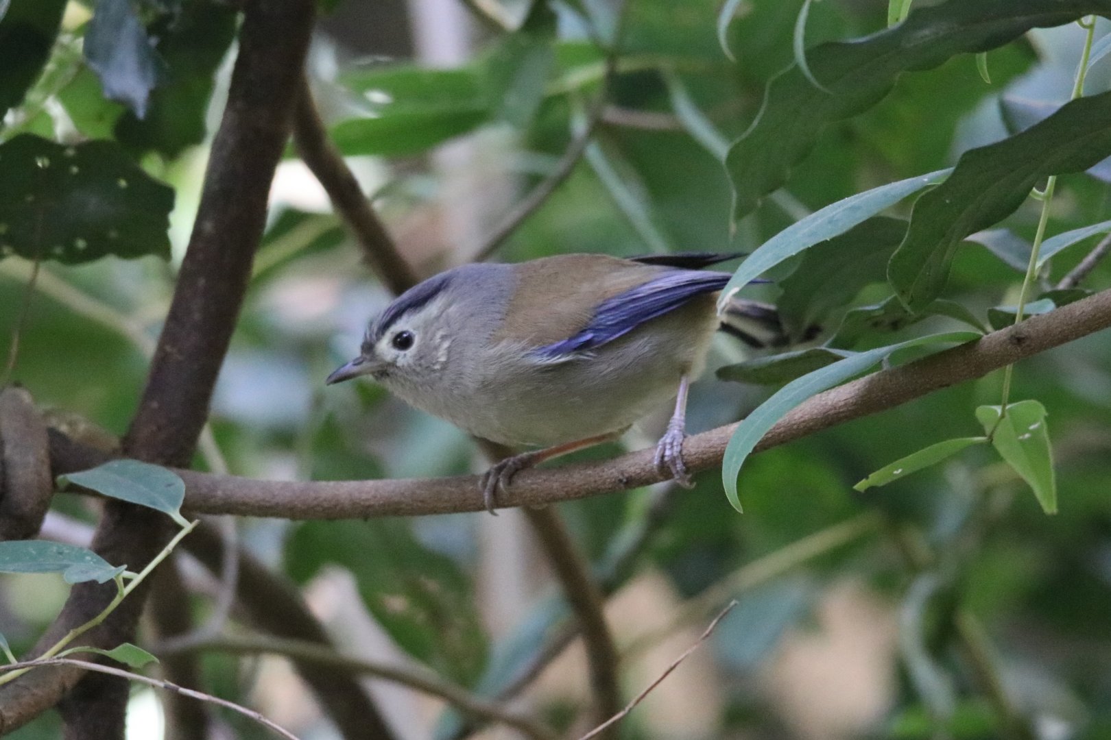 Blue-winged Minla (Actinodura cyanouroptera)