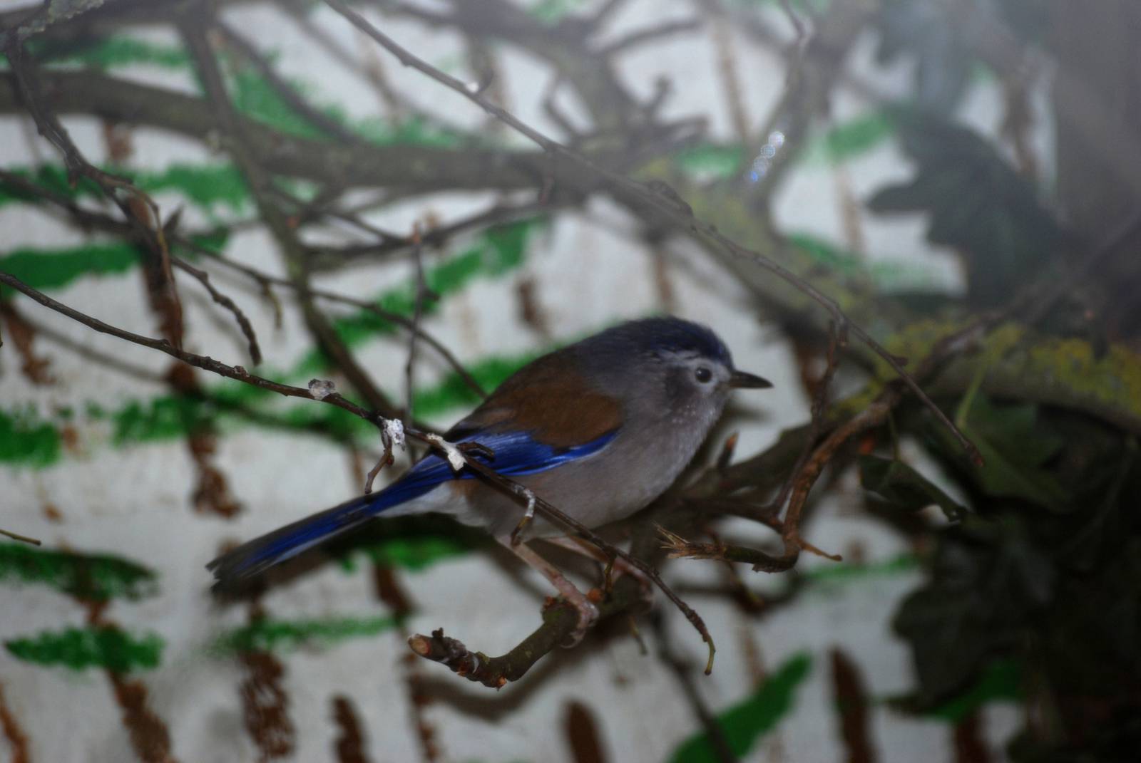 Blue-winged Minla at Birdland, 05/03/11