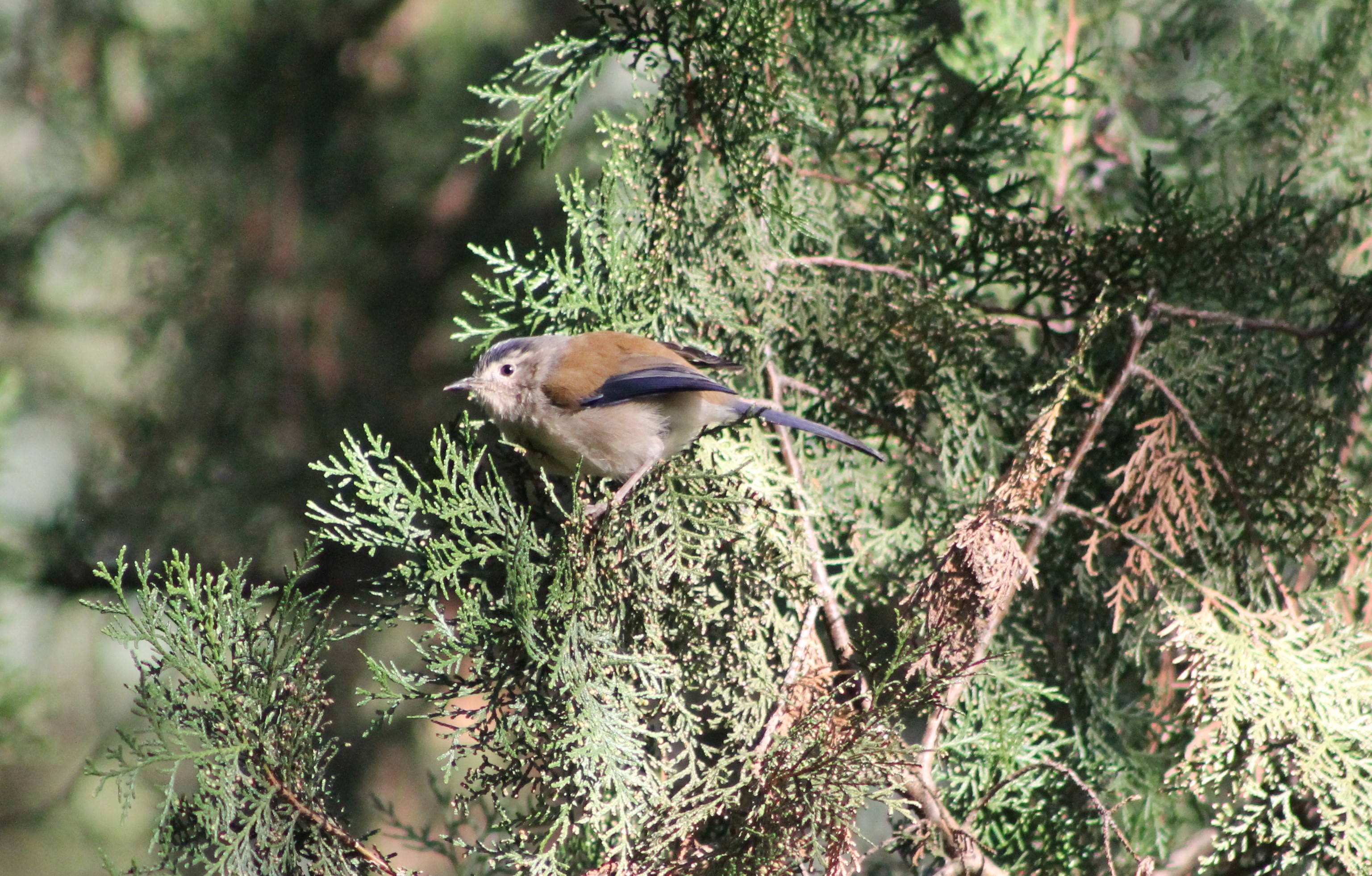 Blue-winged Minla (Siva cyanouroptera)