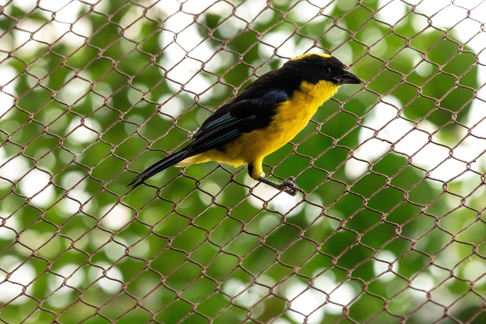 Blue-winged Mountain Tanager- Anisognathus somptuosus
