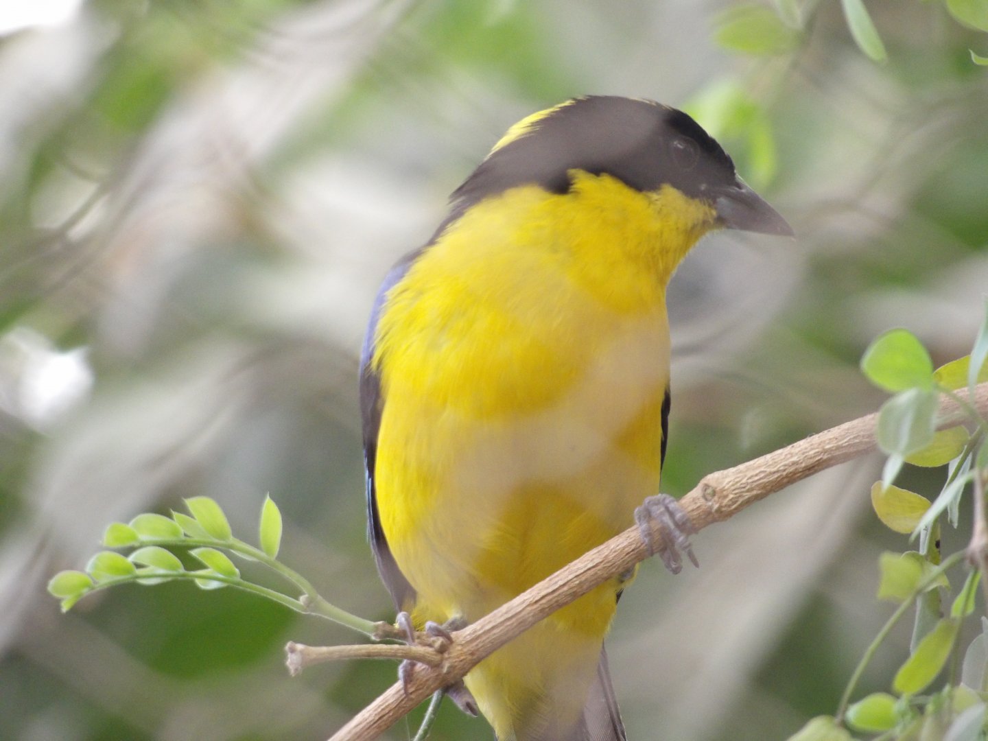 Blue-Winged Mountain Tanager(Anisognathus somptuosus)