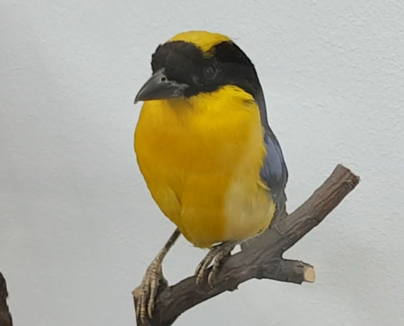 Blue-winged mountain-tanager