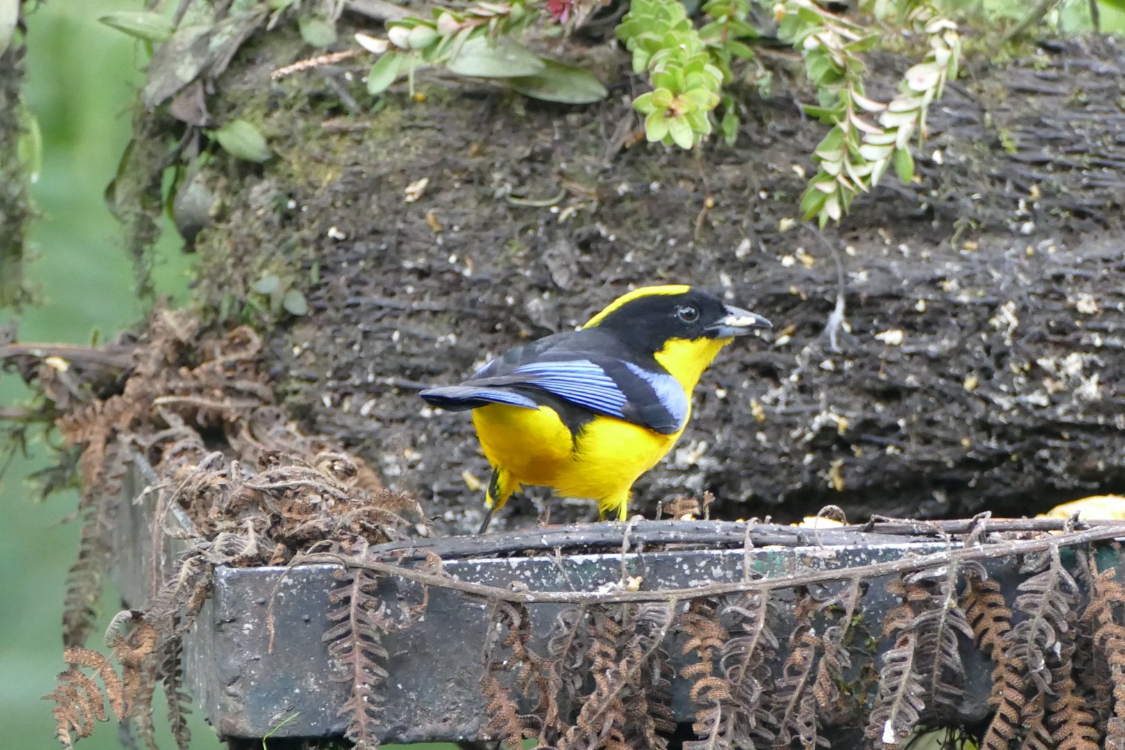 Blue-winged Mountain-Tanager