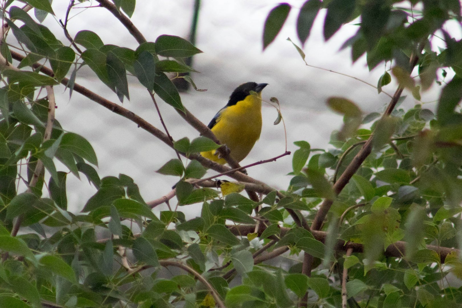 Blue-winged mountain tanager