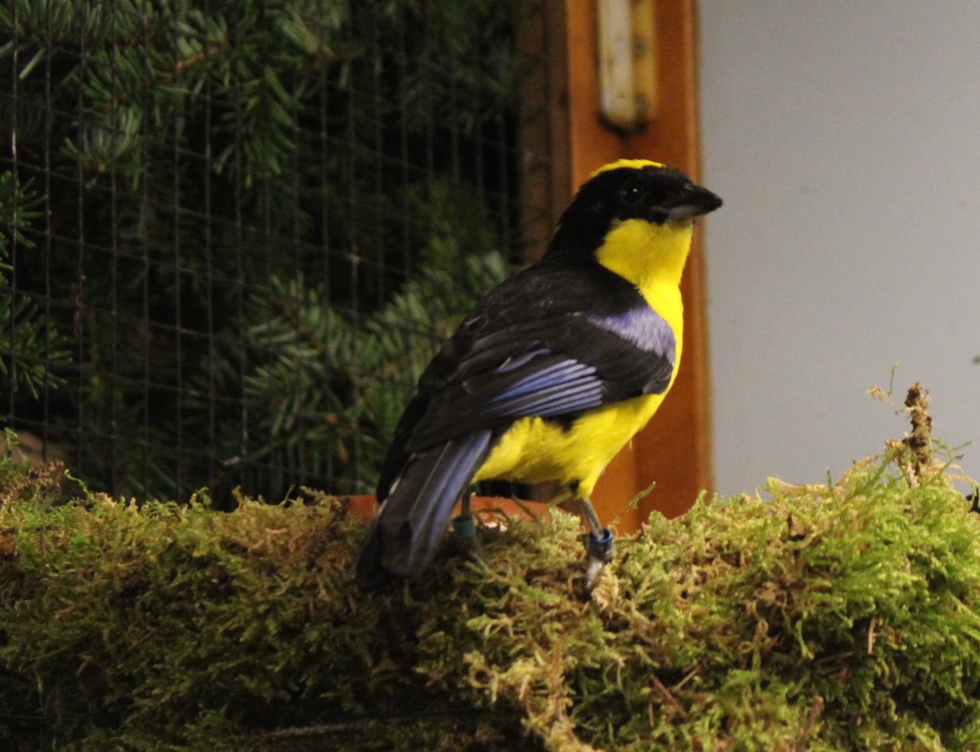 Blue-winged mountain tanager