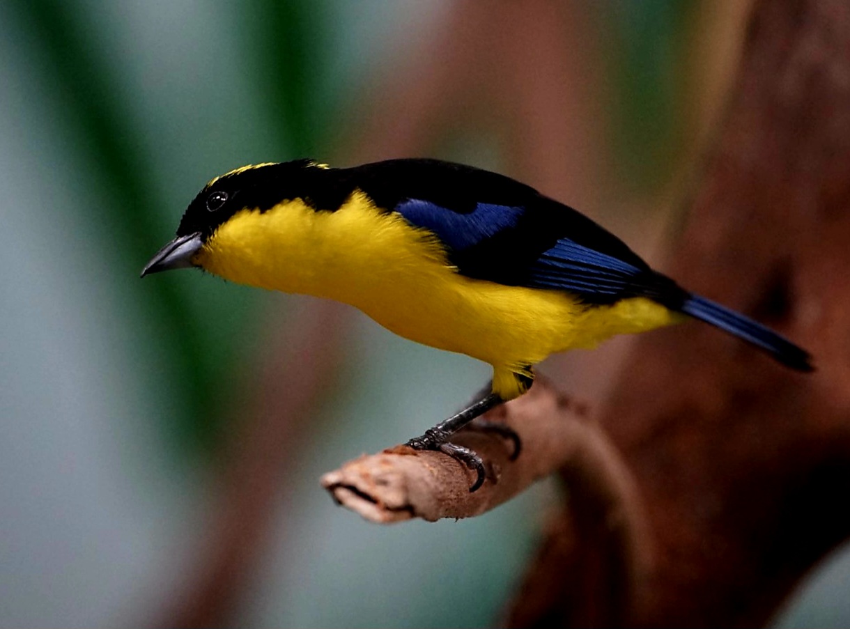 Blue-winged Mountain-Tanager