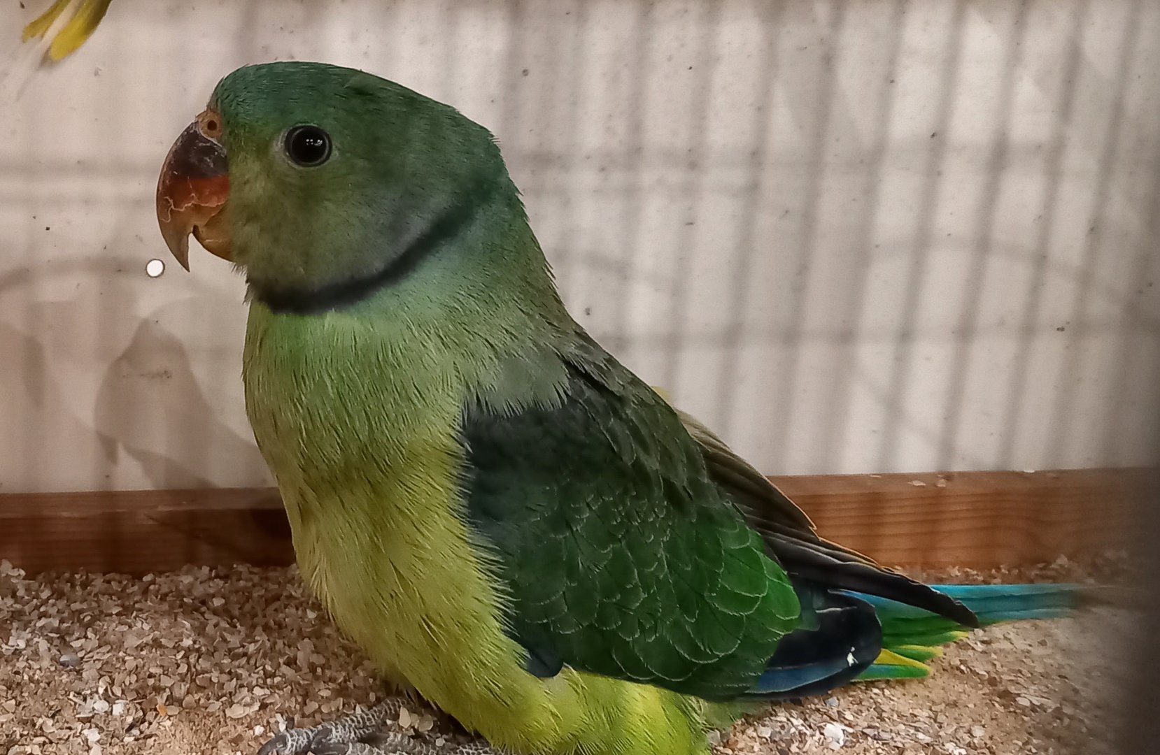 Blue-winged parakeet aka Malabar parakeet