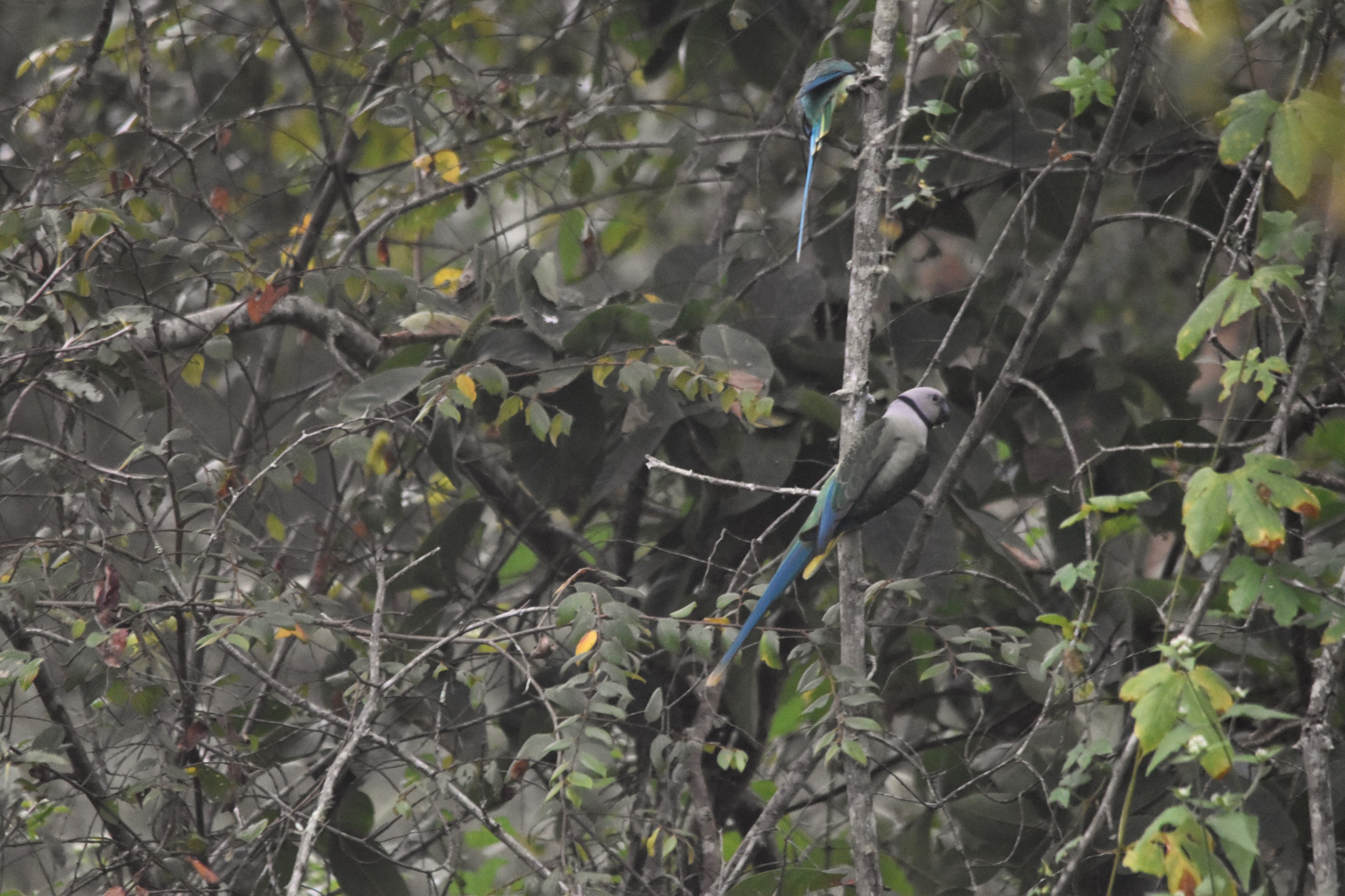 Blue-winged Parakeets, Nagarahole Tiger Reserve, 19th November 2024