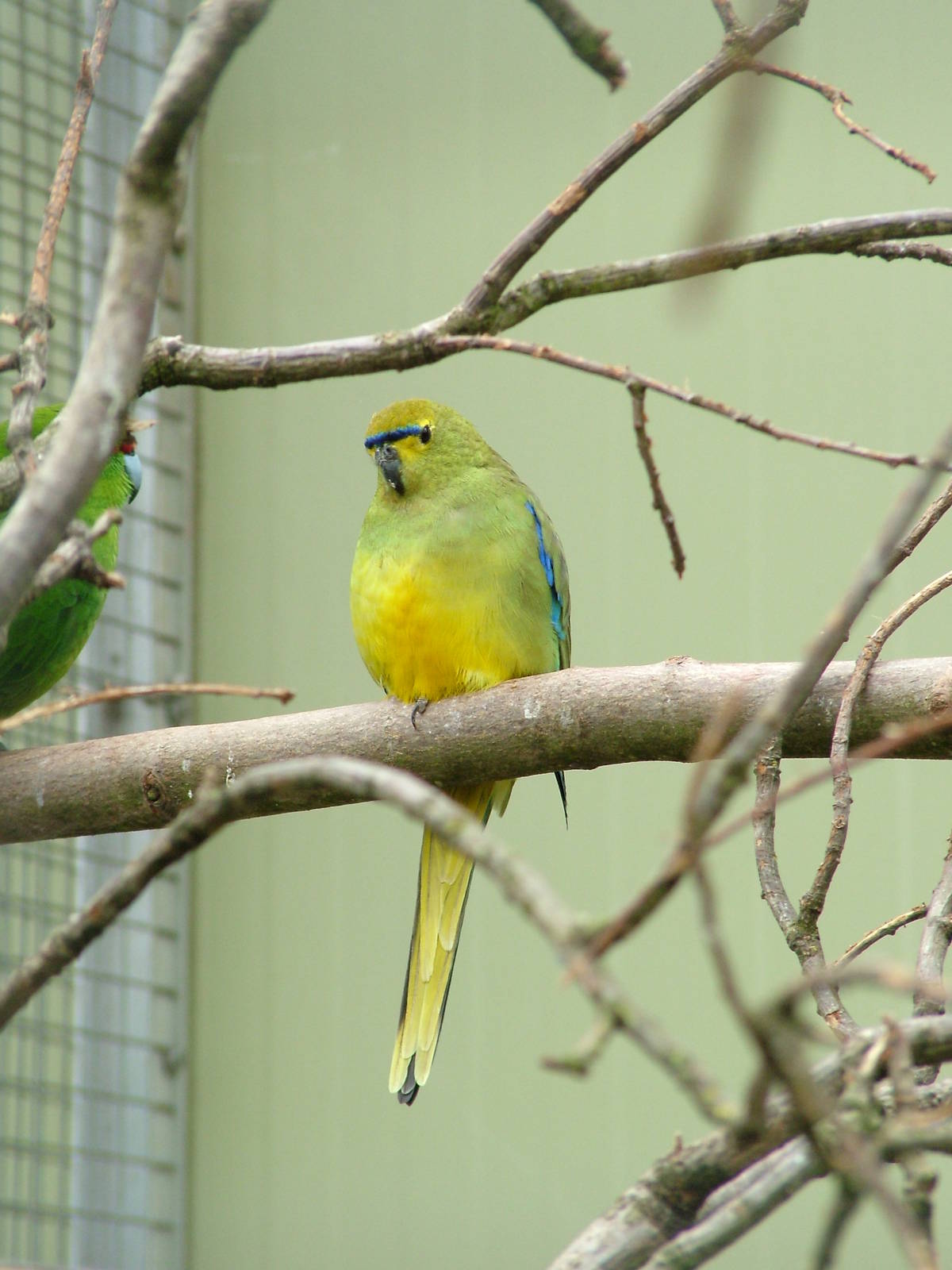 Blue-winged Parrot at Plantaria 14/05/09