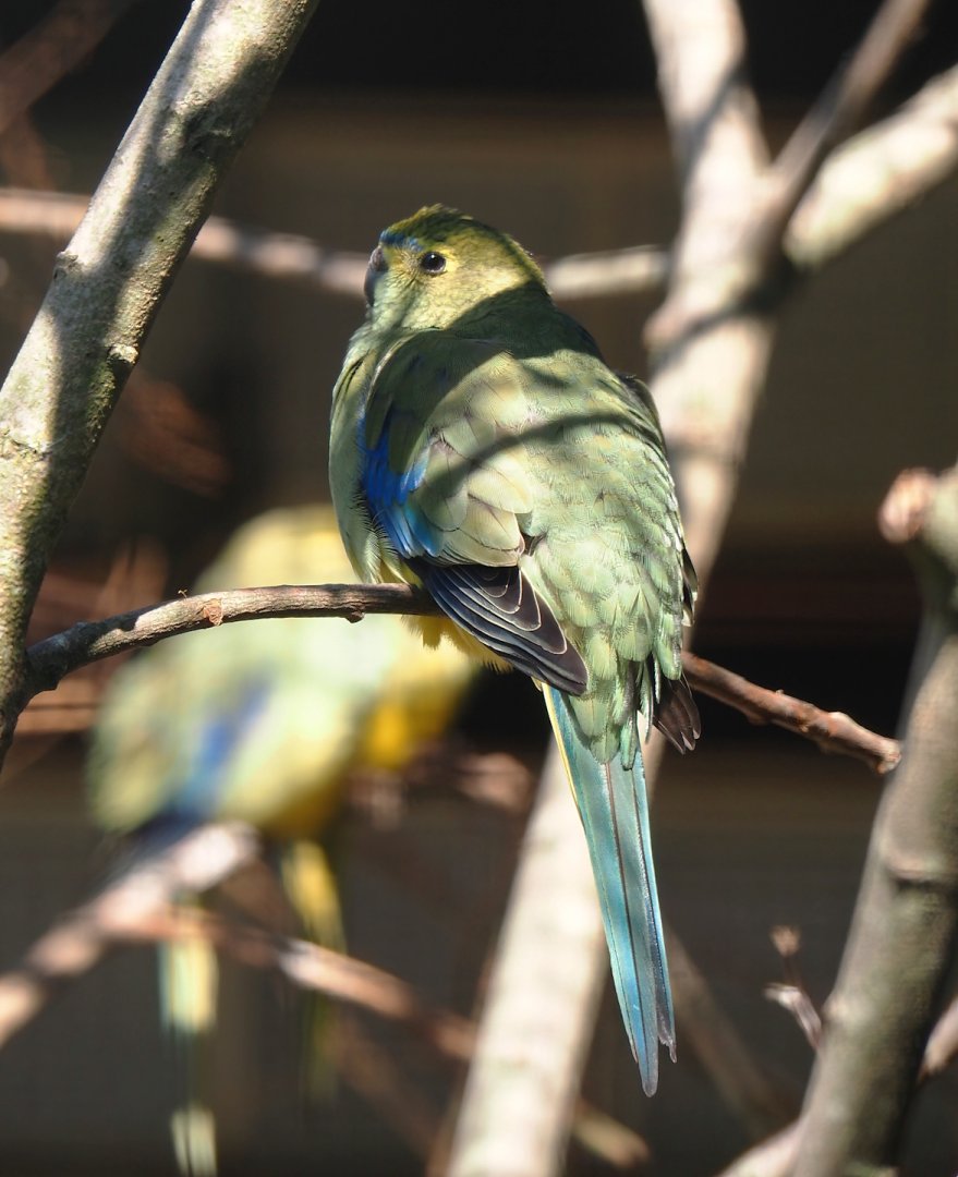 Blue-winged parrot (Neophema chrysostoma), 2024-05-23