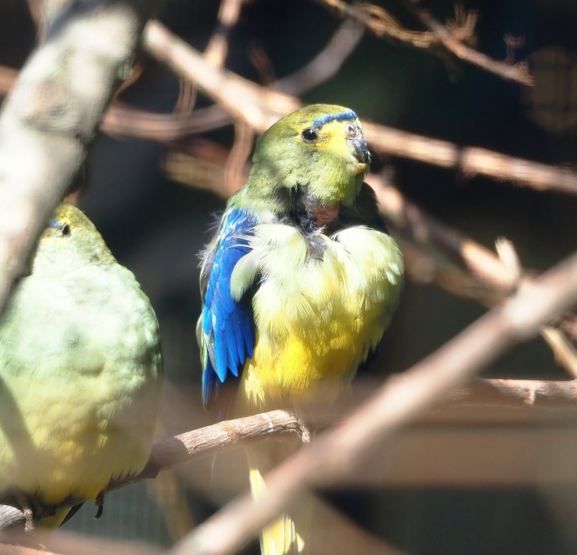 Blue-winged parrot (Neophema chrysostoma), 2024-05-23