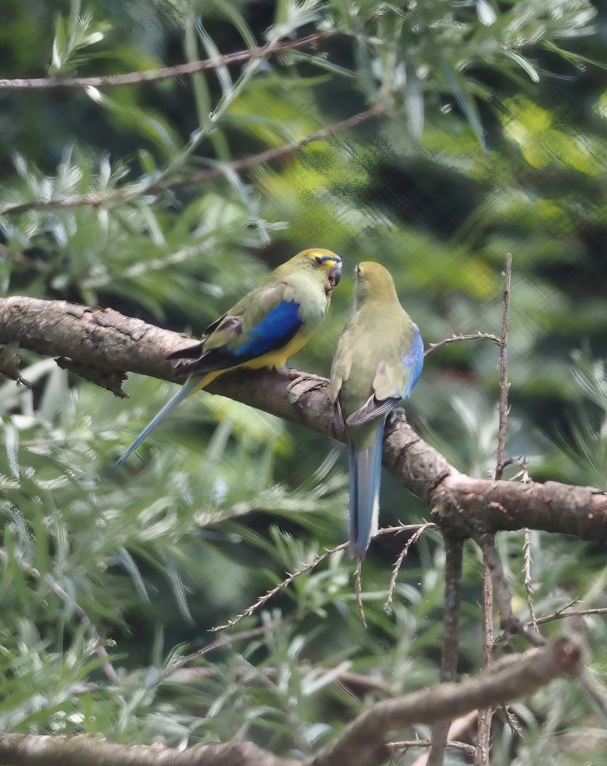 Blue-winged parrot (Neophema chrysostoma), 2024-06-08