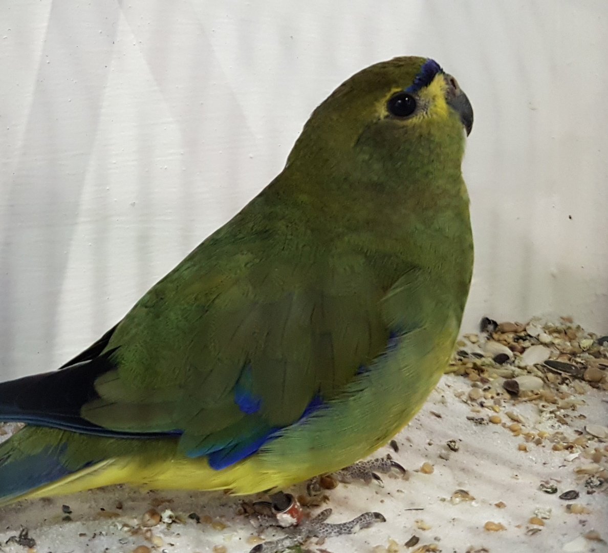 Blue-winged parrot - Neophema chrysostoma