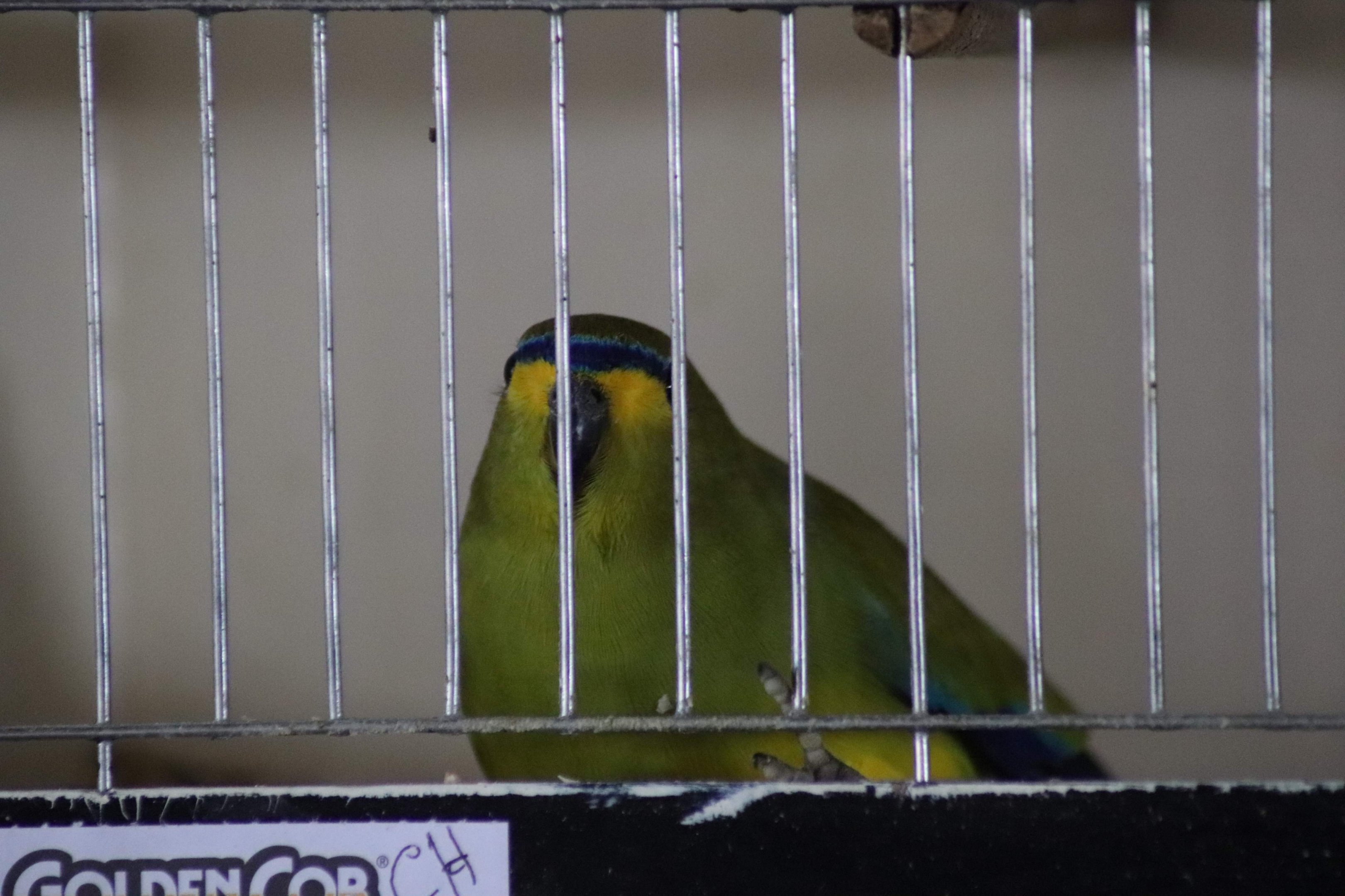 Blue-winged Parrot (Neophema chrysostoma)