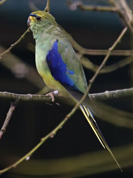Blue-winged parrot (Neophema chrysostoma)