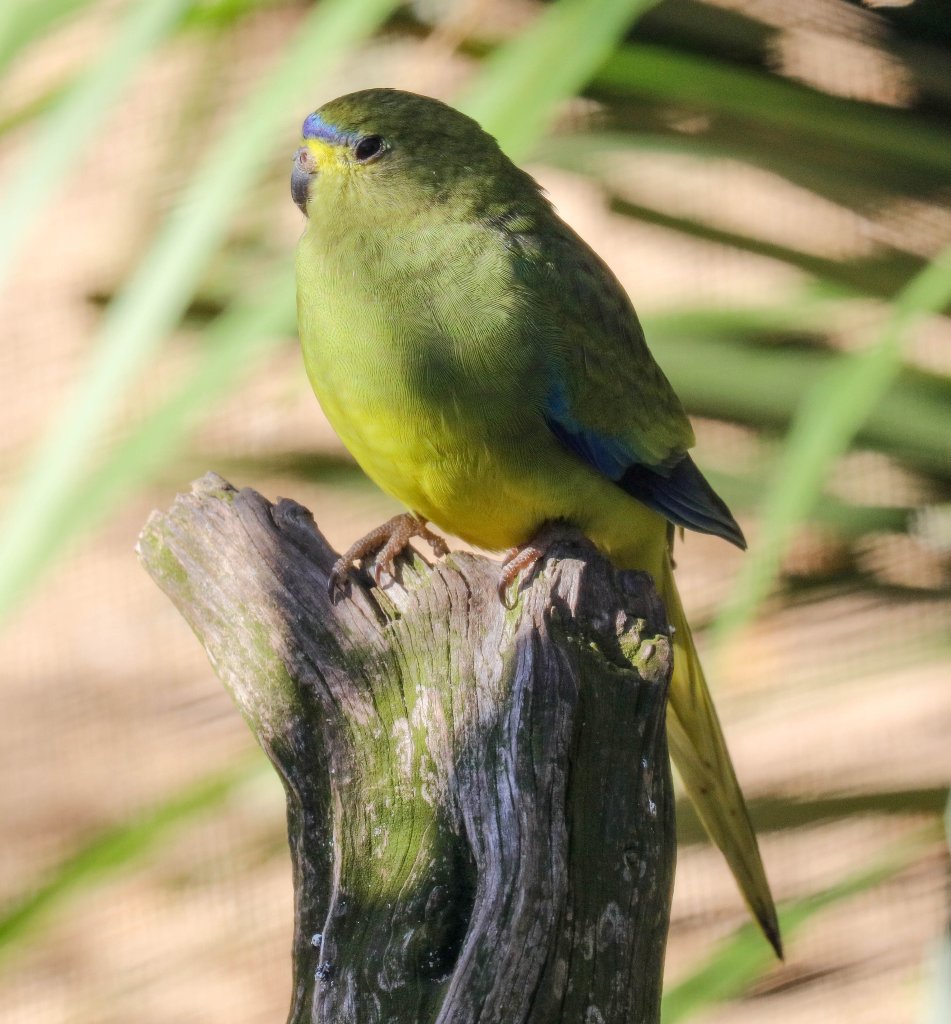 Blue-winged Parrot