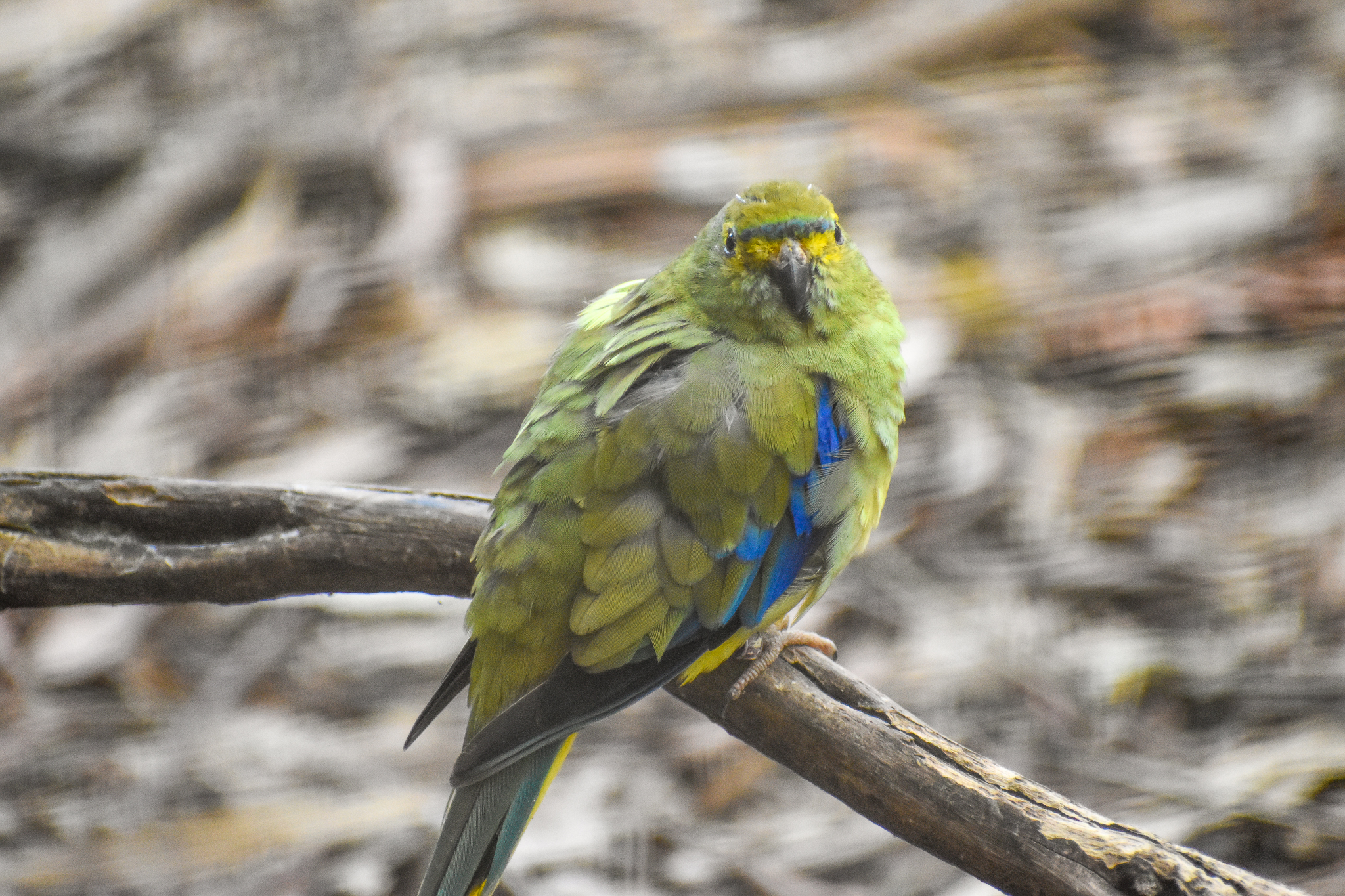 Blue-winged Parrot