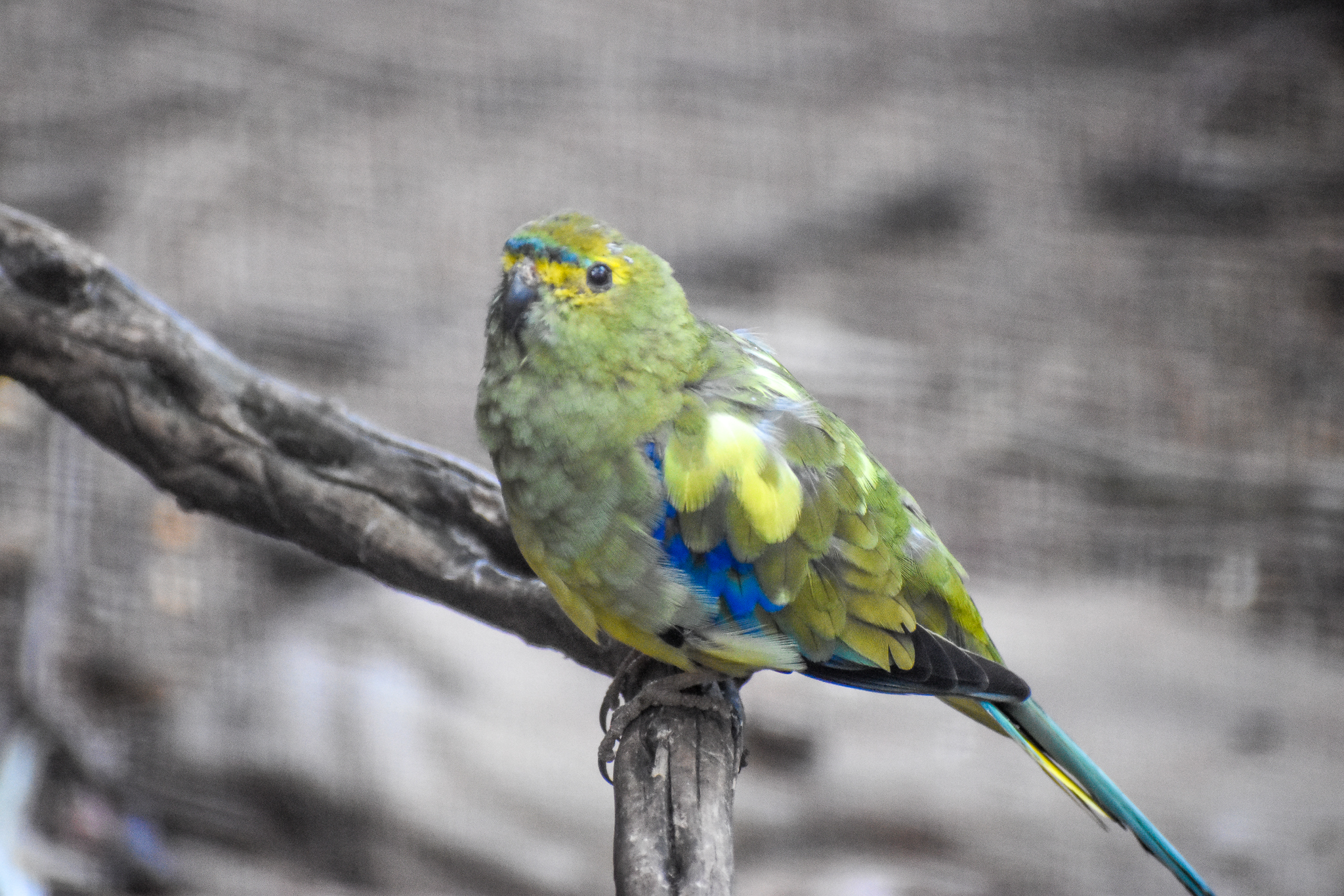 Blue-winged Parrot