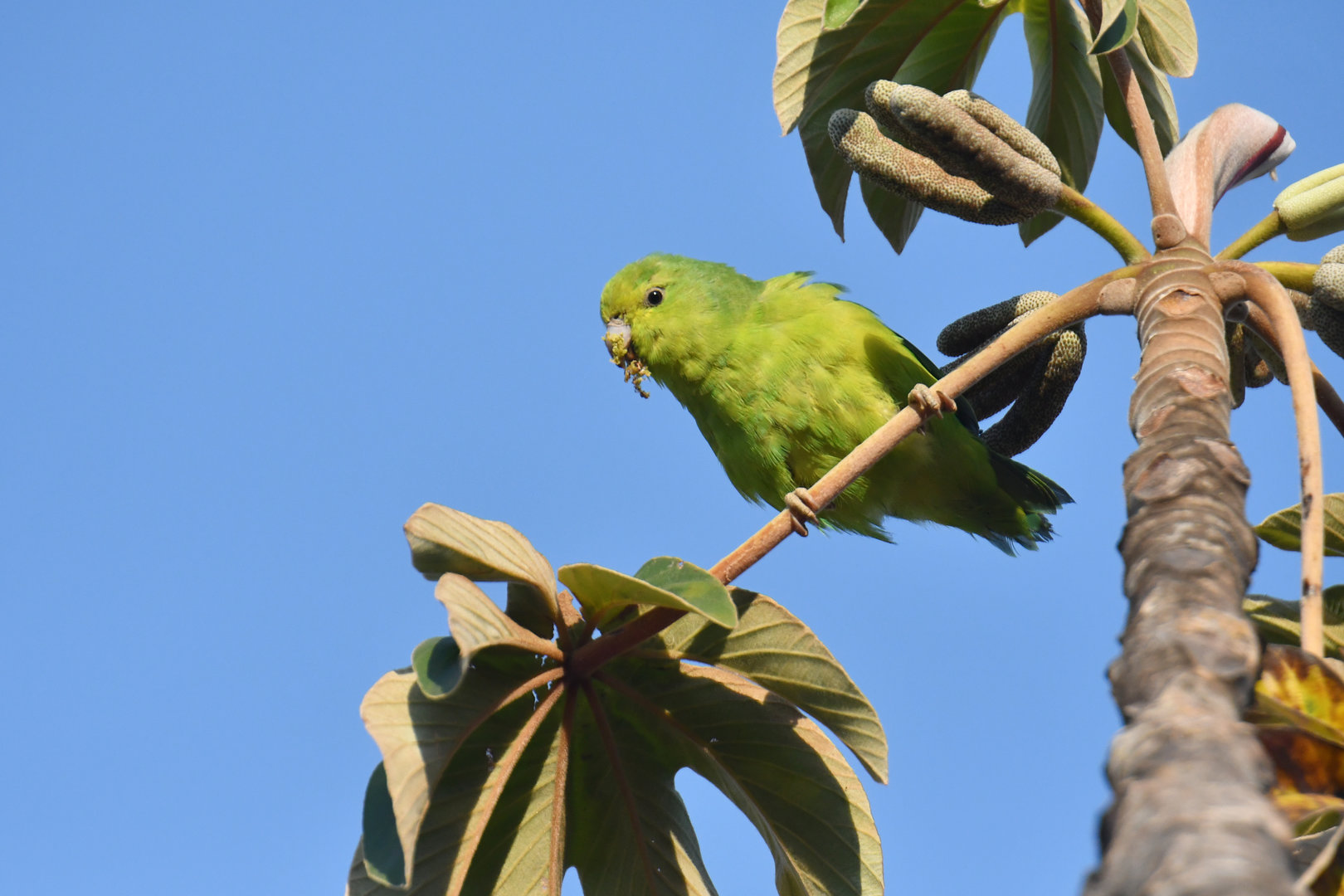 Blue-winged Parrotlet Forpus xanthopterygius