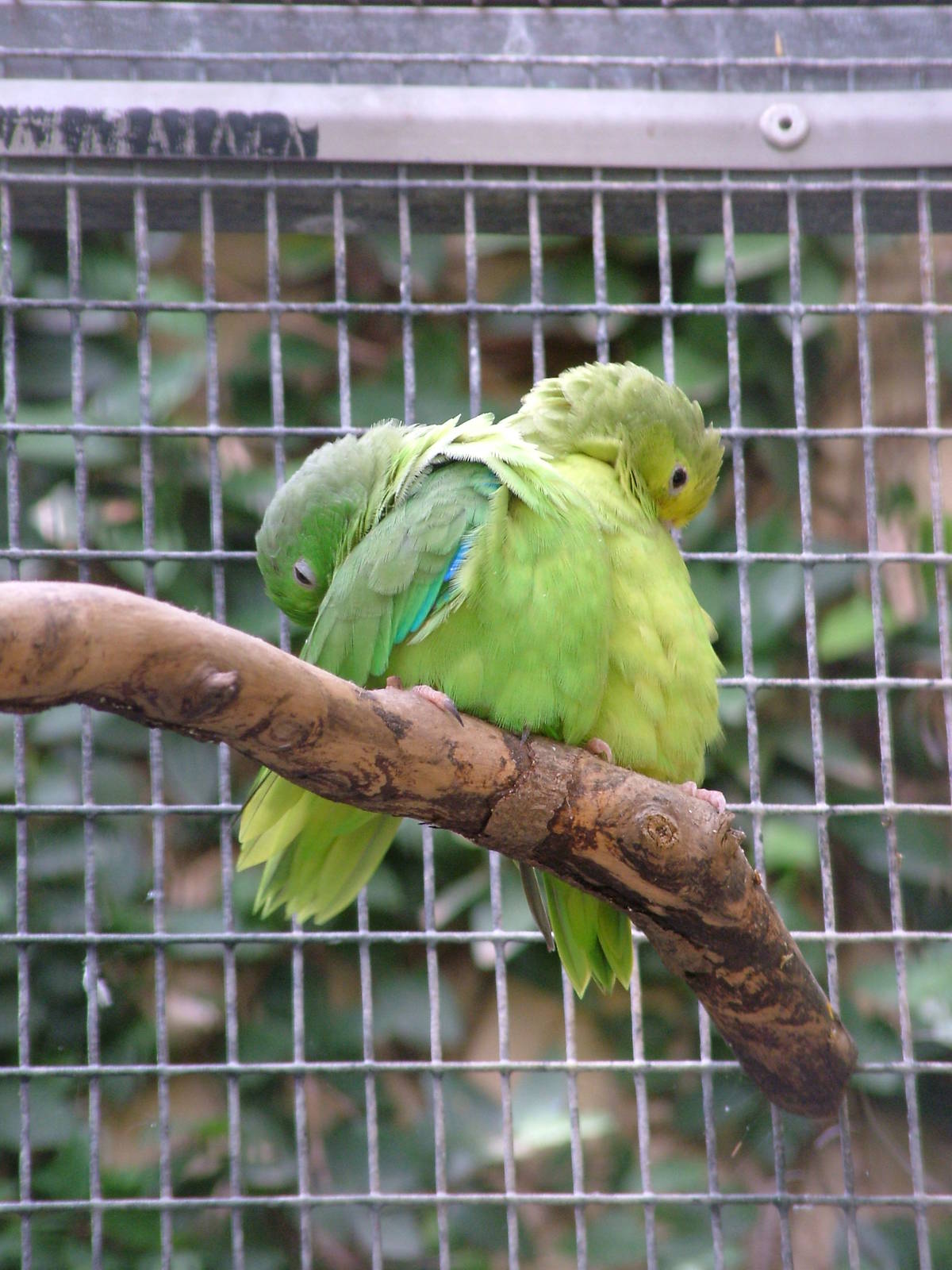 Blue-winged Parrotlets at Loro Parque, 08/11/10