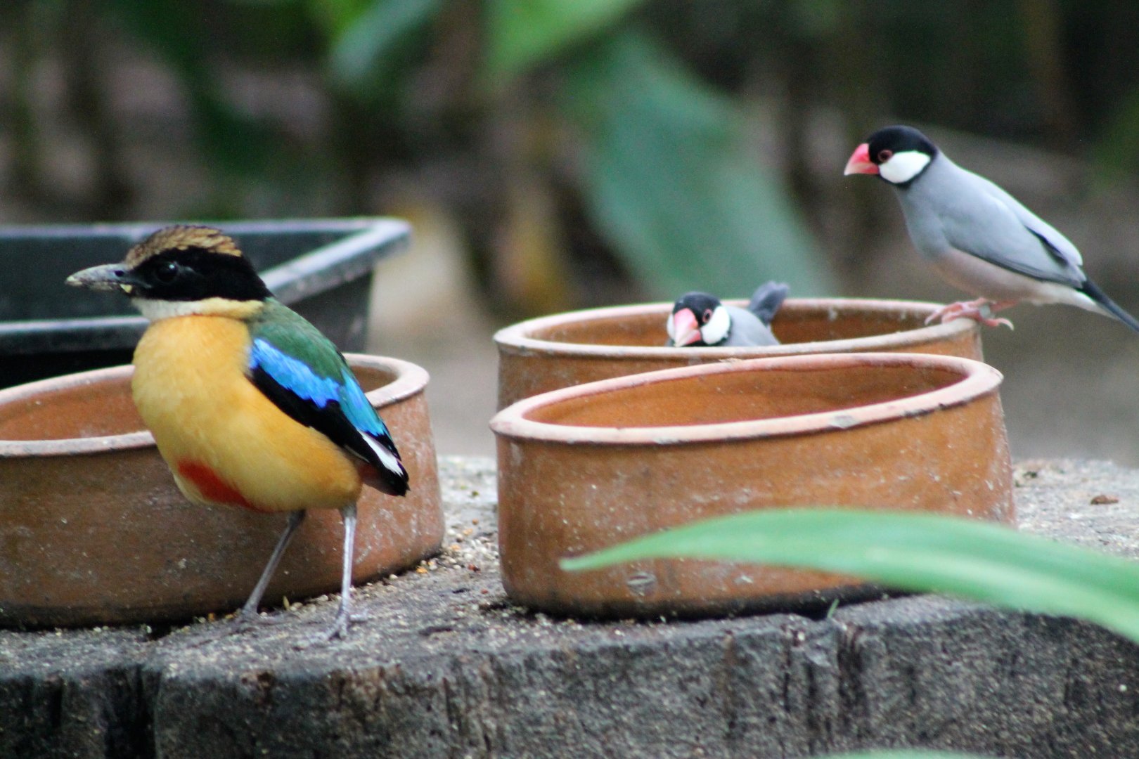 Blue-winged Pitta (Pitta moluccensis) and Java Sparrows (Lonchura oryzivora)
