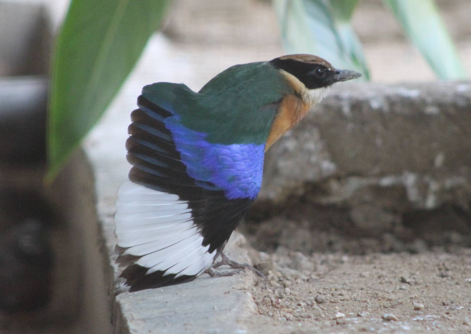 blue-winged pitta (Pitta moluccensis) stretching