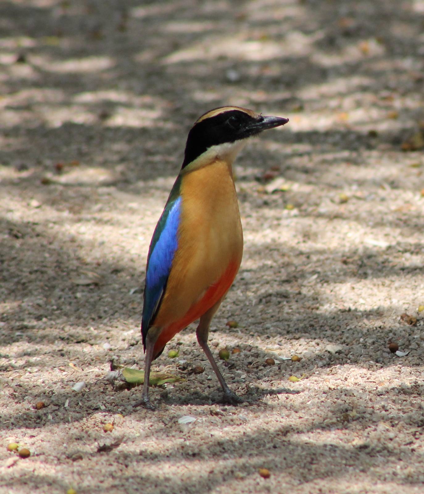 blue-winged pitta (Pitta moluccensis)