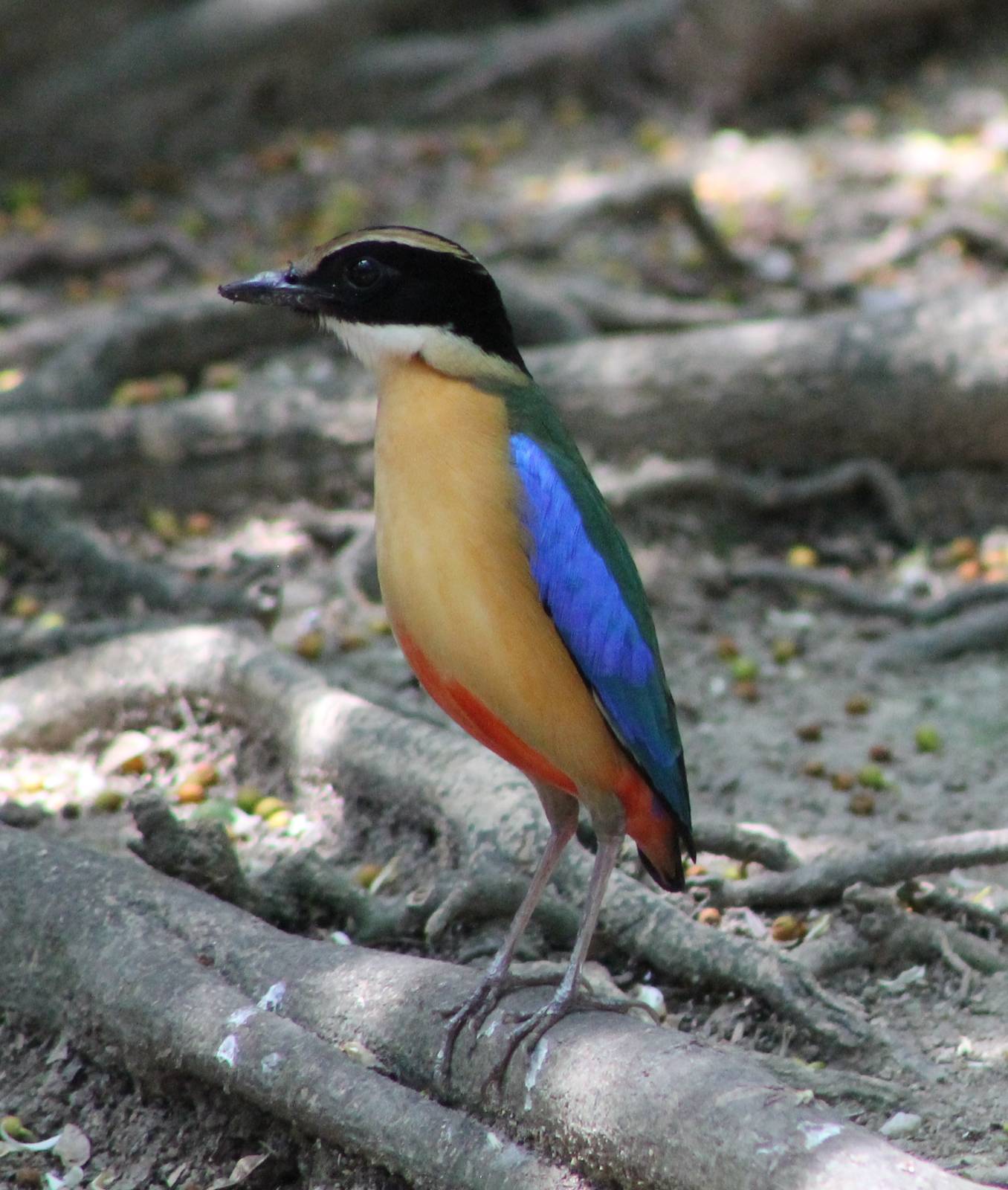 blue-winged pitta (Pitta moluccensis)