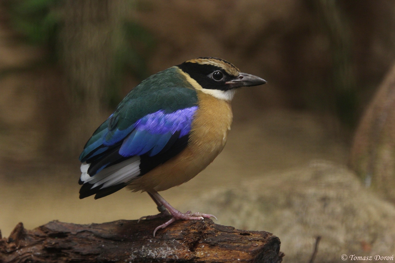 Blue-winged Pitta (Pitta moluccensis)