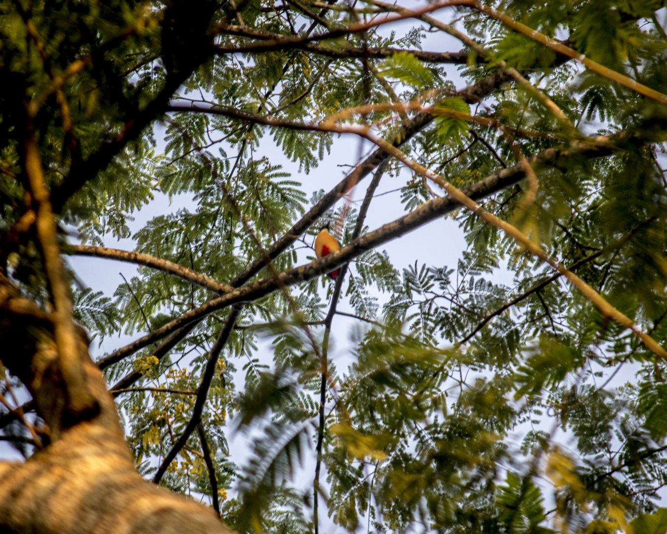 Blue-winged pitta, Pitta moluccensis