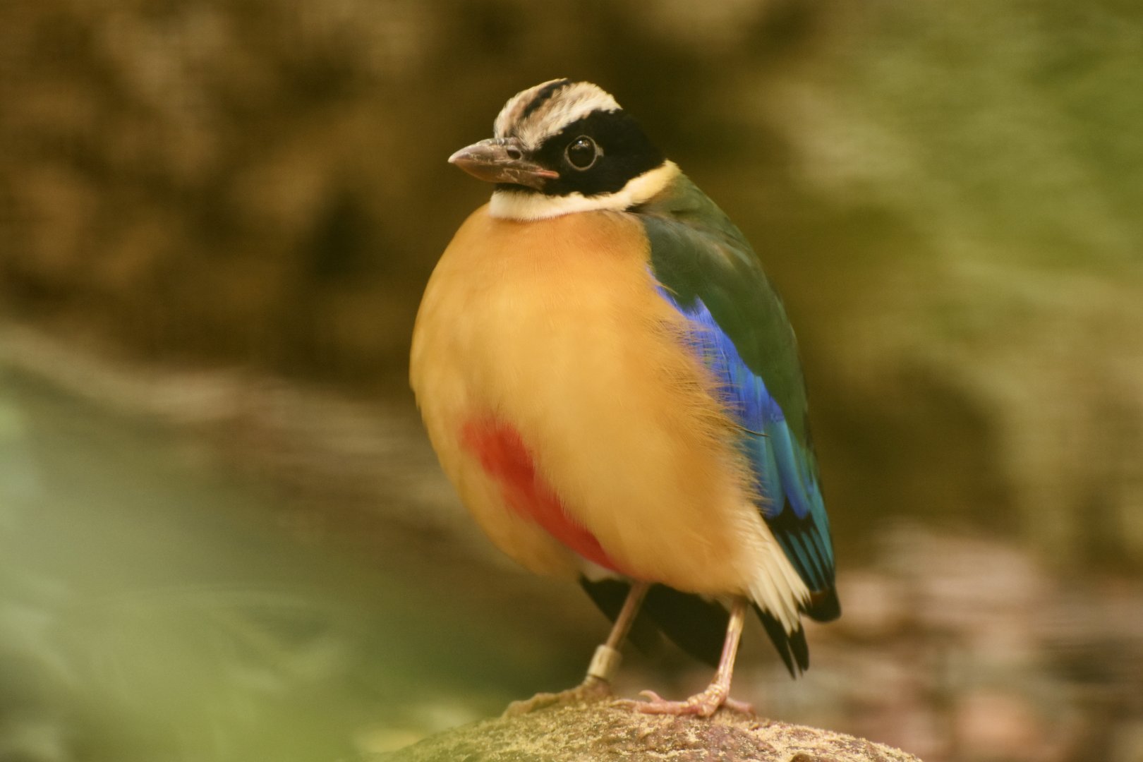 Blue-winged Pitta Pitta moluccensis