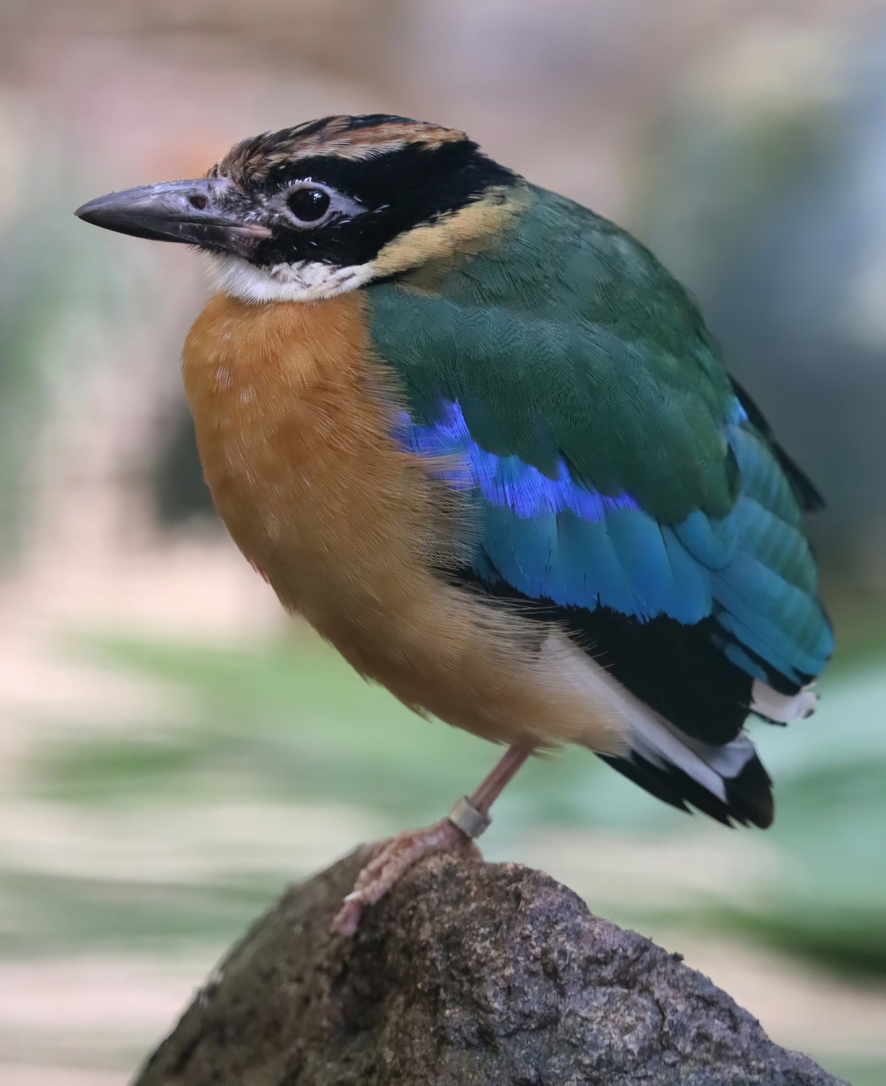 Blue-winged pitta (Pitta moluccensis)