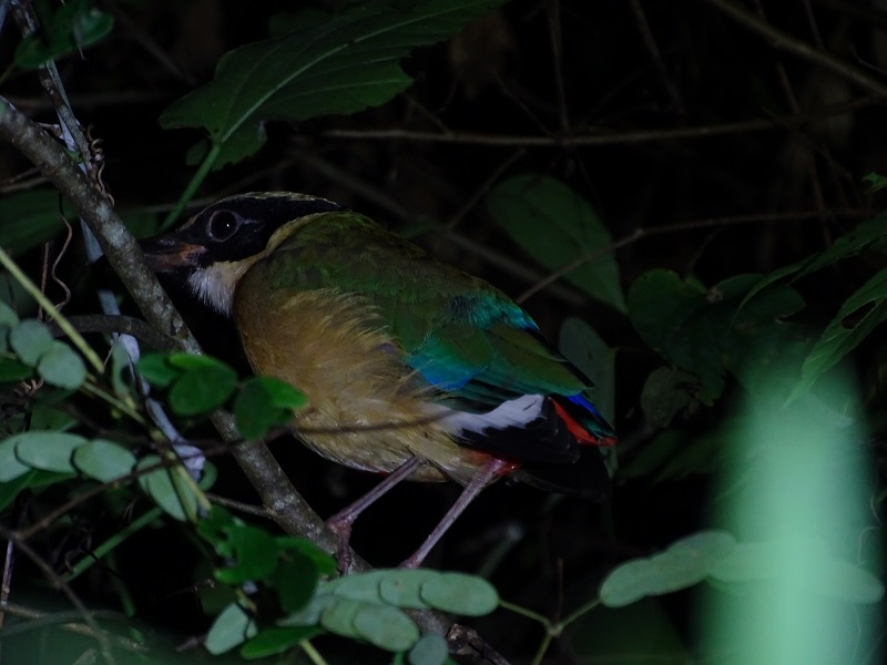 Blue-winged pitta (Pitta moluccensis)
