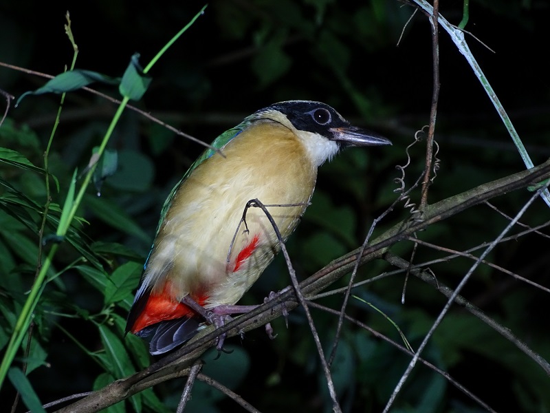 Blue-winged pitta (Pitta moluccensis)