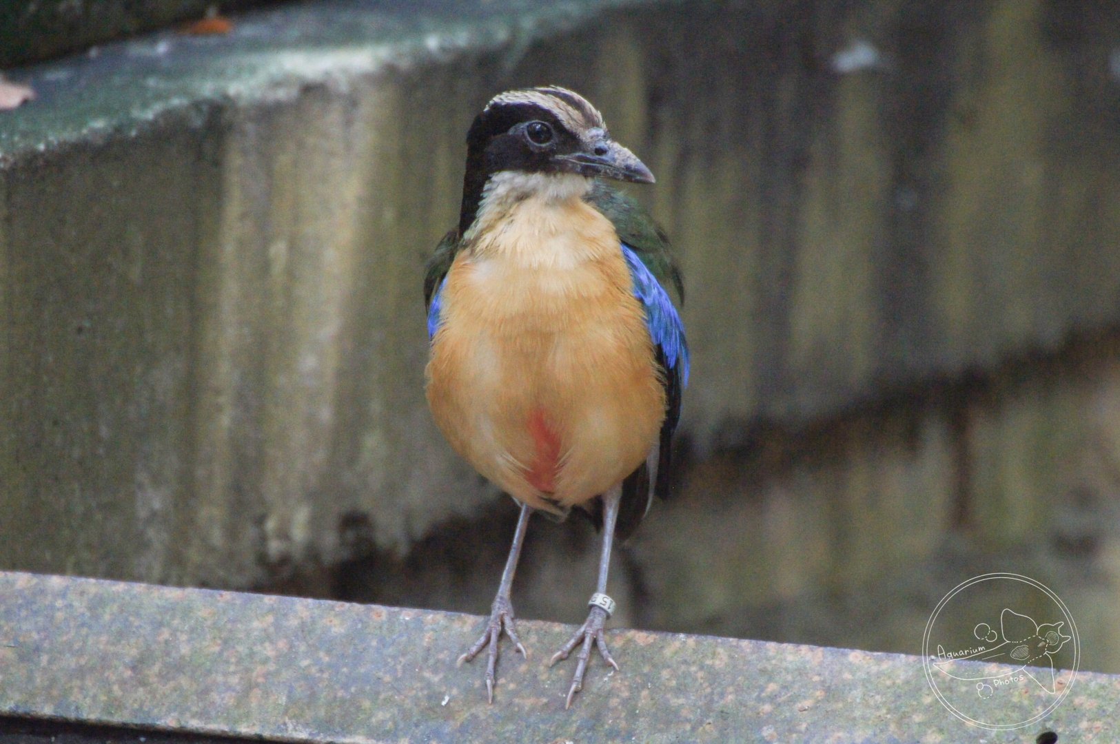 Blue-winged Pitta (Pitta moluccensis)