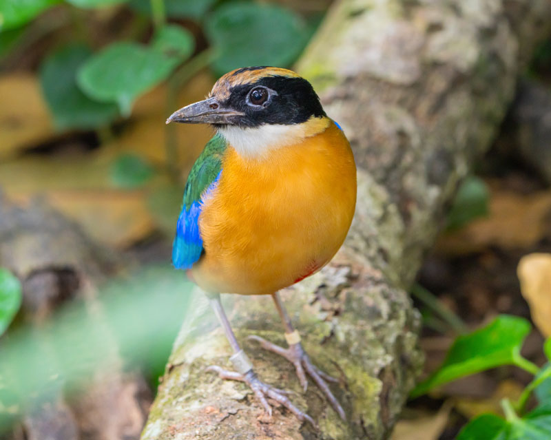 Blue Winged Pitta (Pitta Moluccensis)