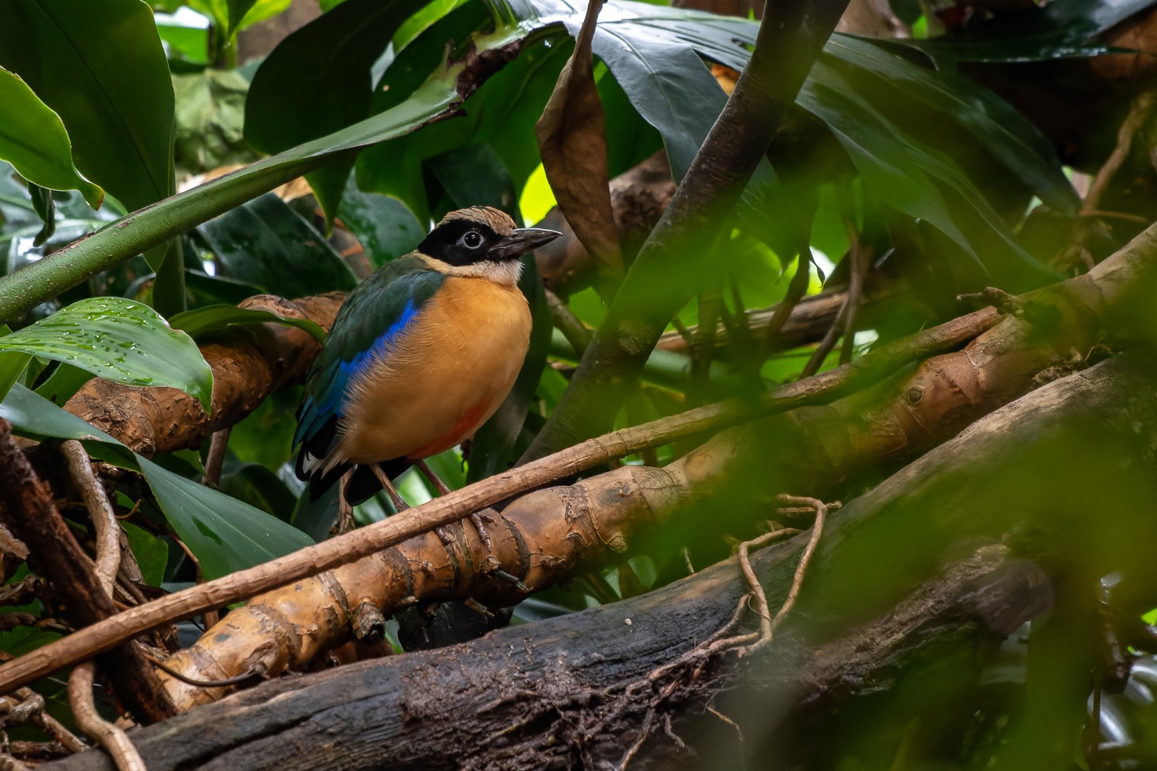 Blue-winged pitta (Pitta moluccensis)