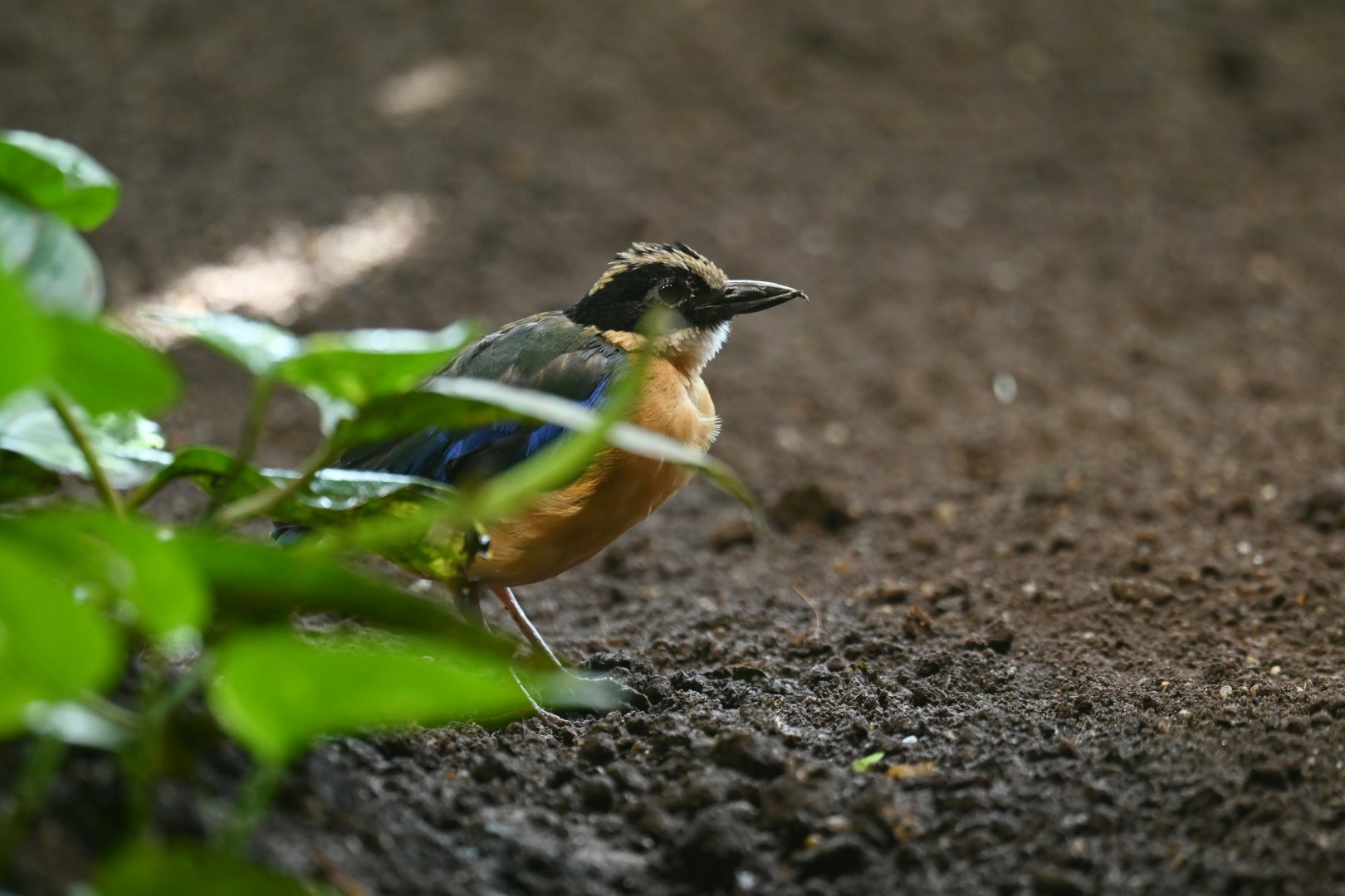 Blue-winged pitta Pitta moluccensis