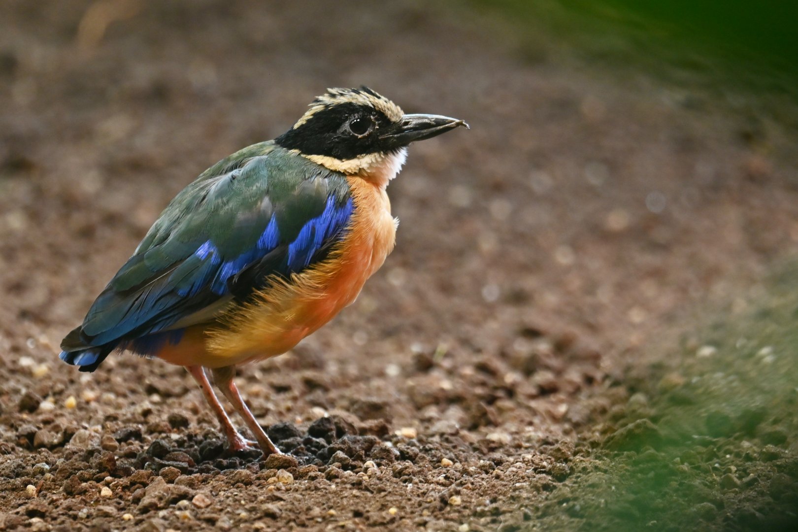 Blue-winged pitta Pitta moluccensis