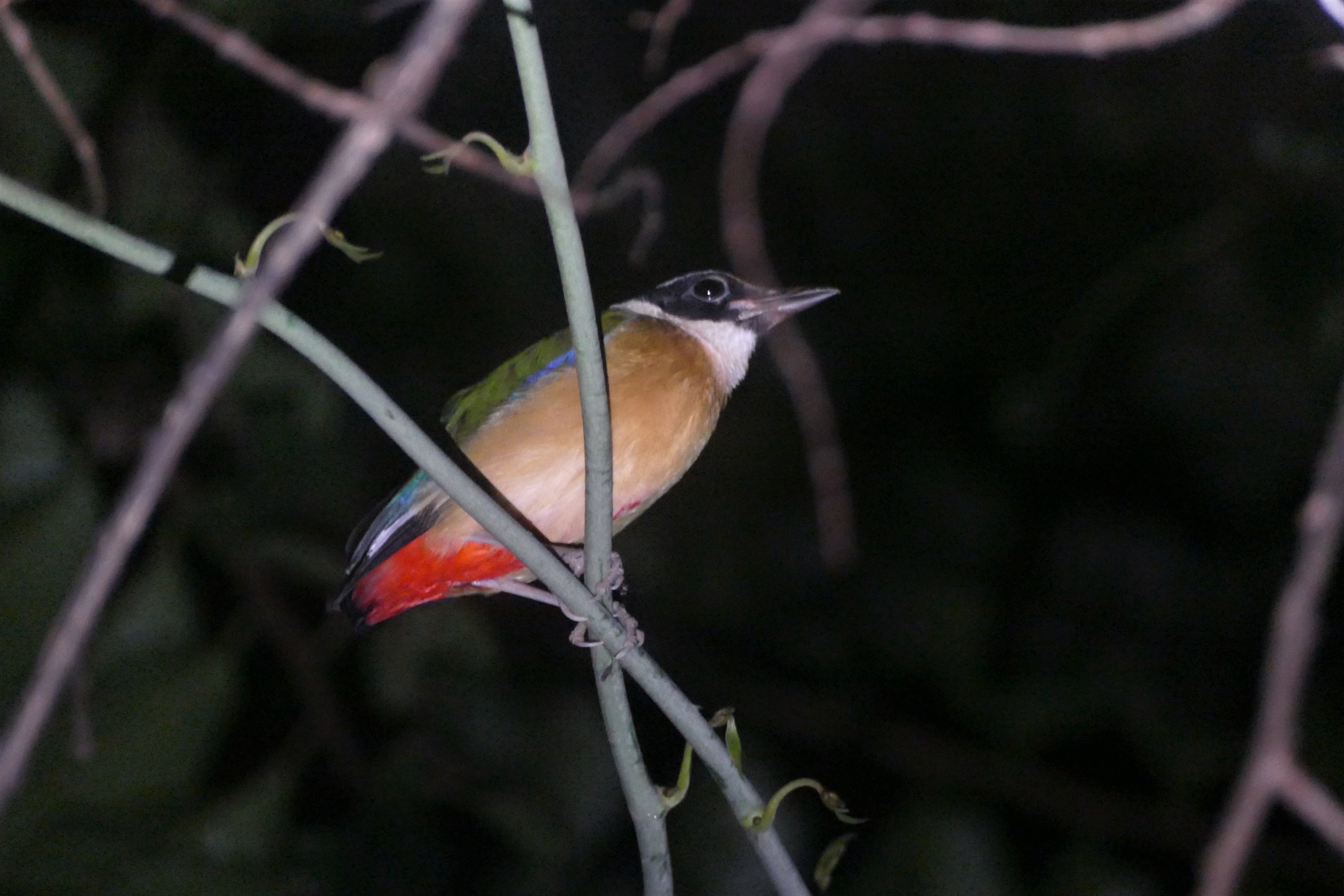 Blue-winged Pitta - Taman Negara
