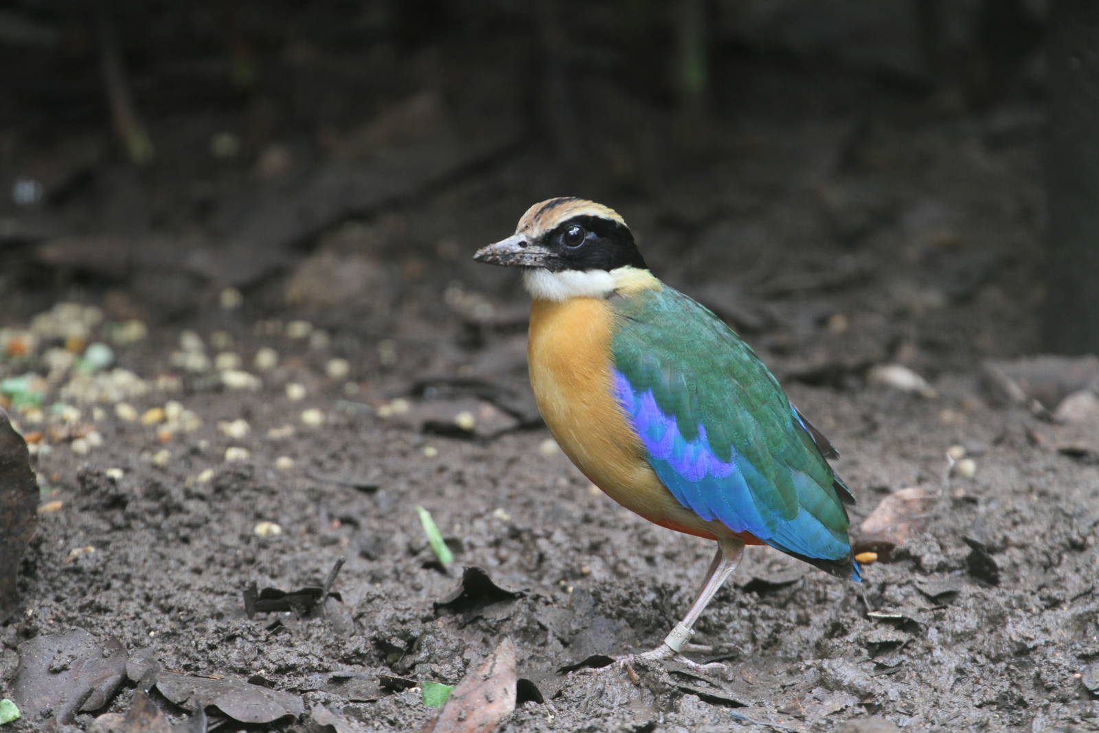 Blue-winged Pitta