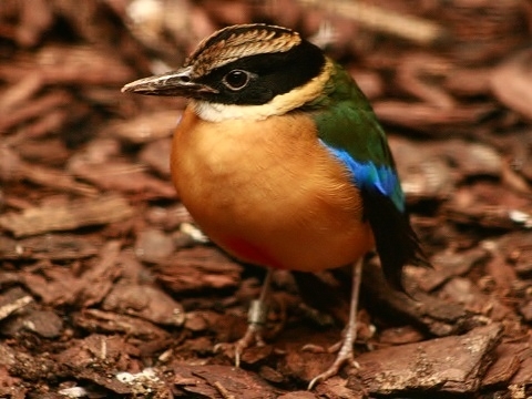 Blue-winged Pitta
