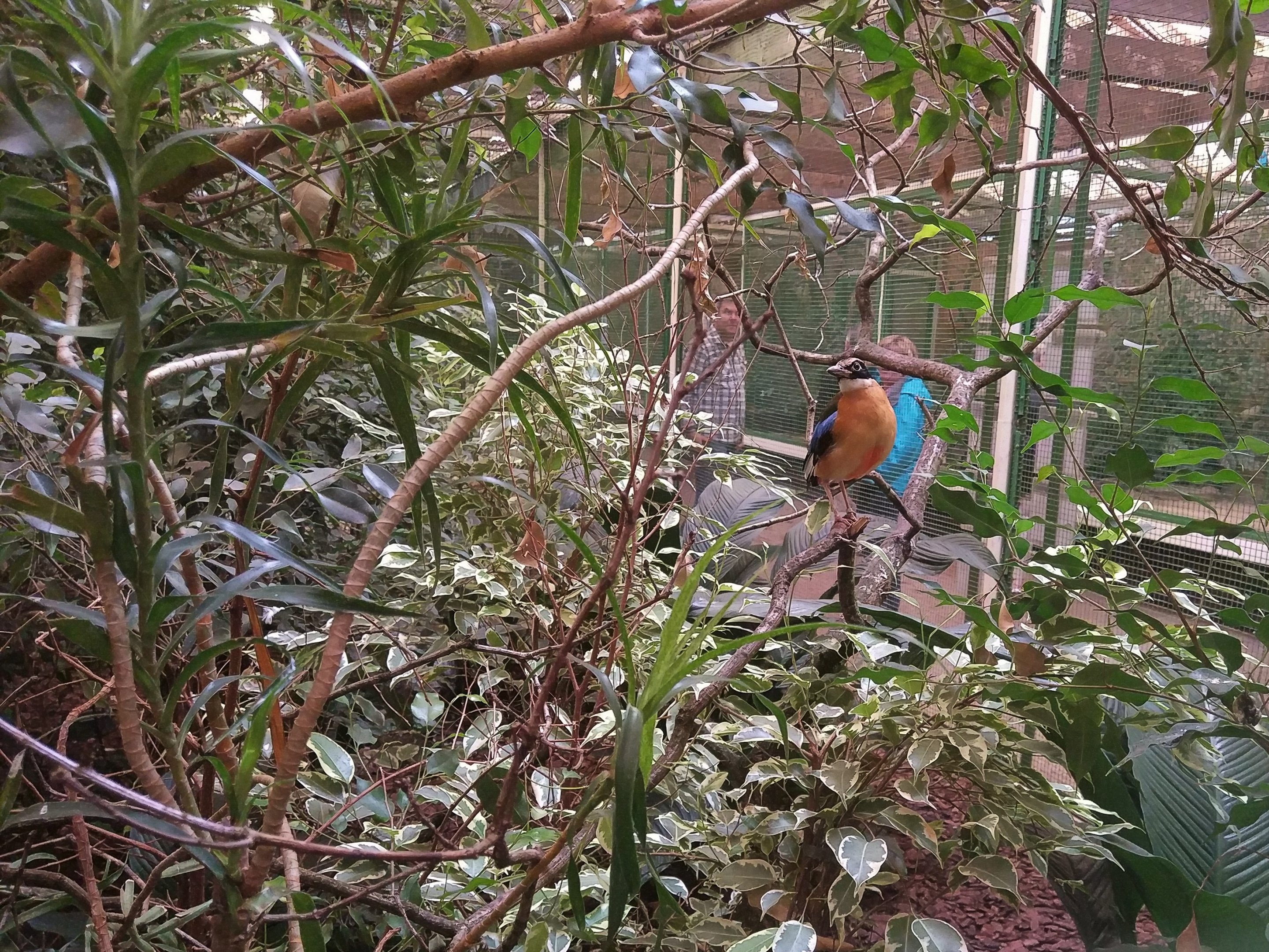 Blue-winged Pitta