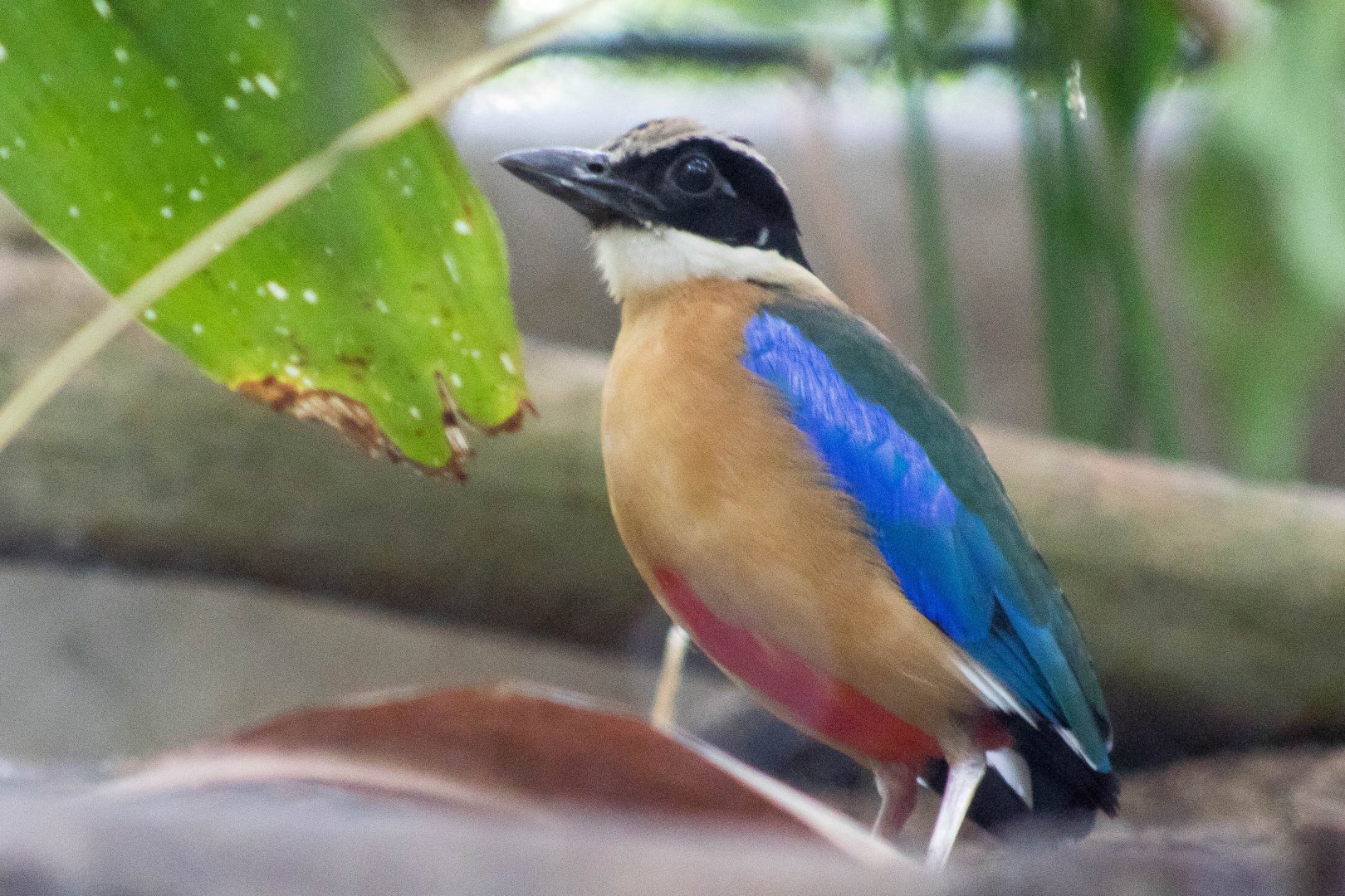 Blue-winged pitta