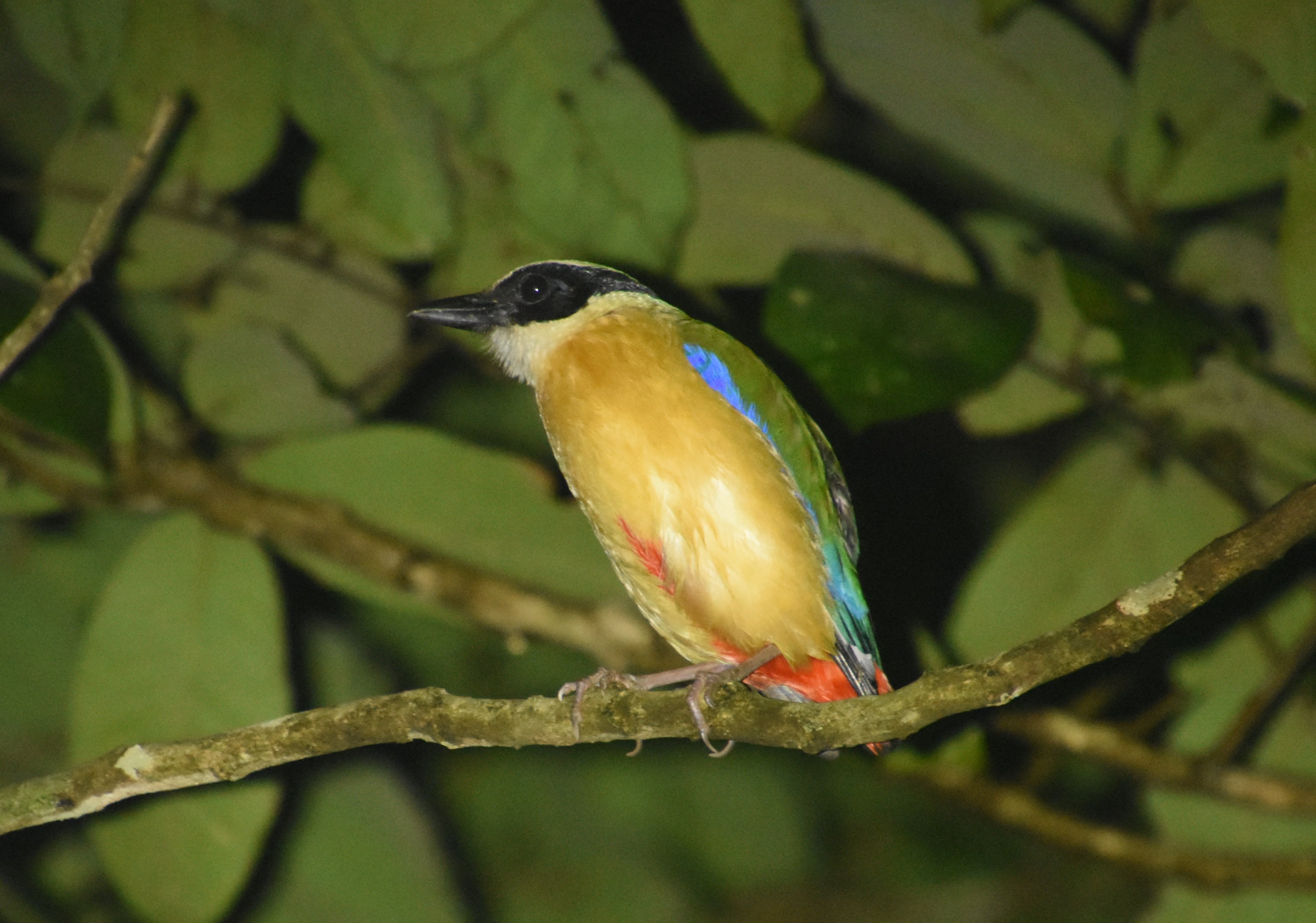 Blue-winged pitta