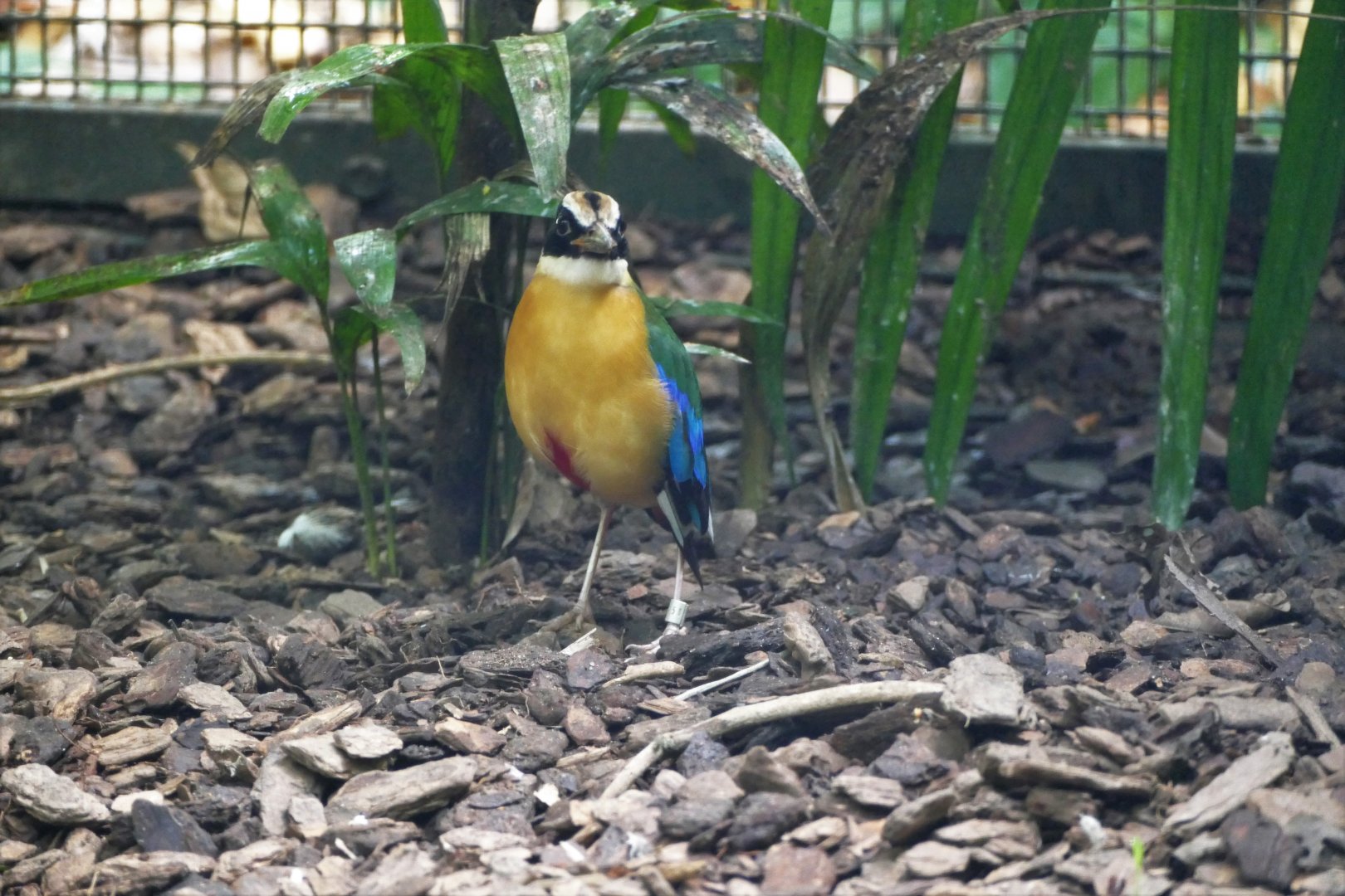 Blue-winged Pitta