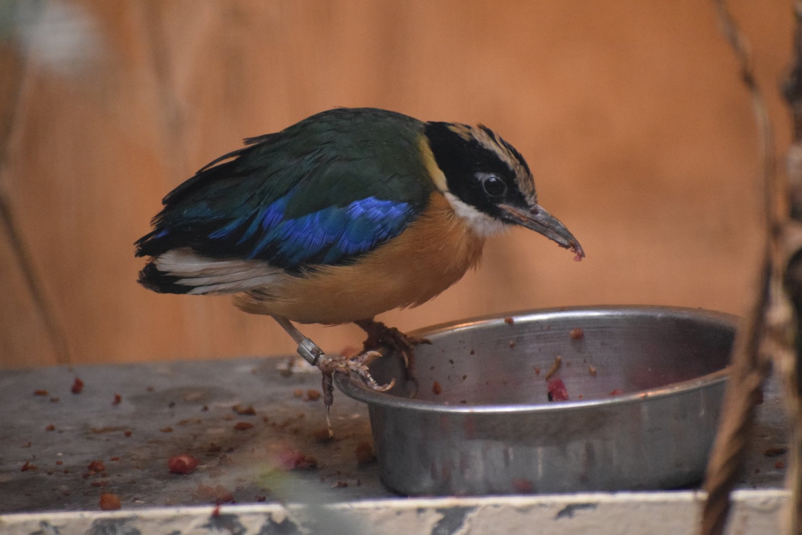 Blue-winged pitta